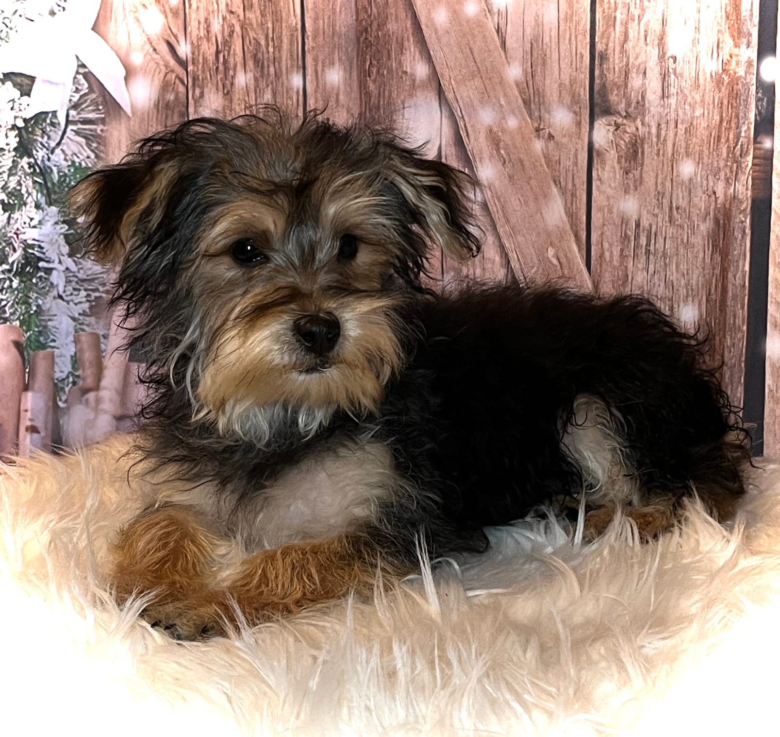 Cody – Yorkipoo puppy for sale in Montgomery, MA