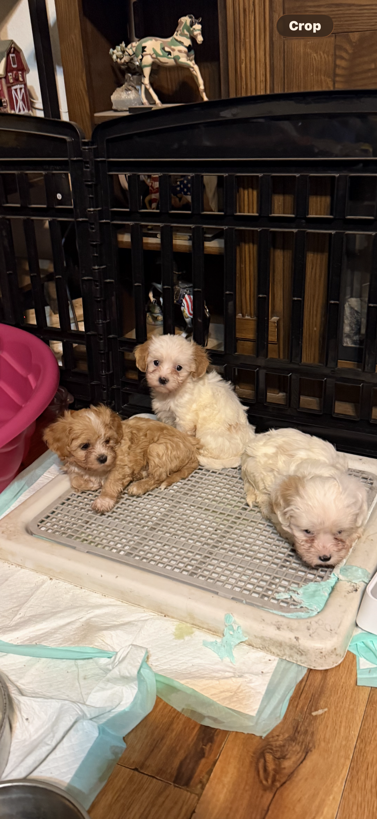 Remington or Remi – Cavapoo puppy for sale in Highlandville, MO