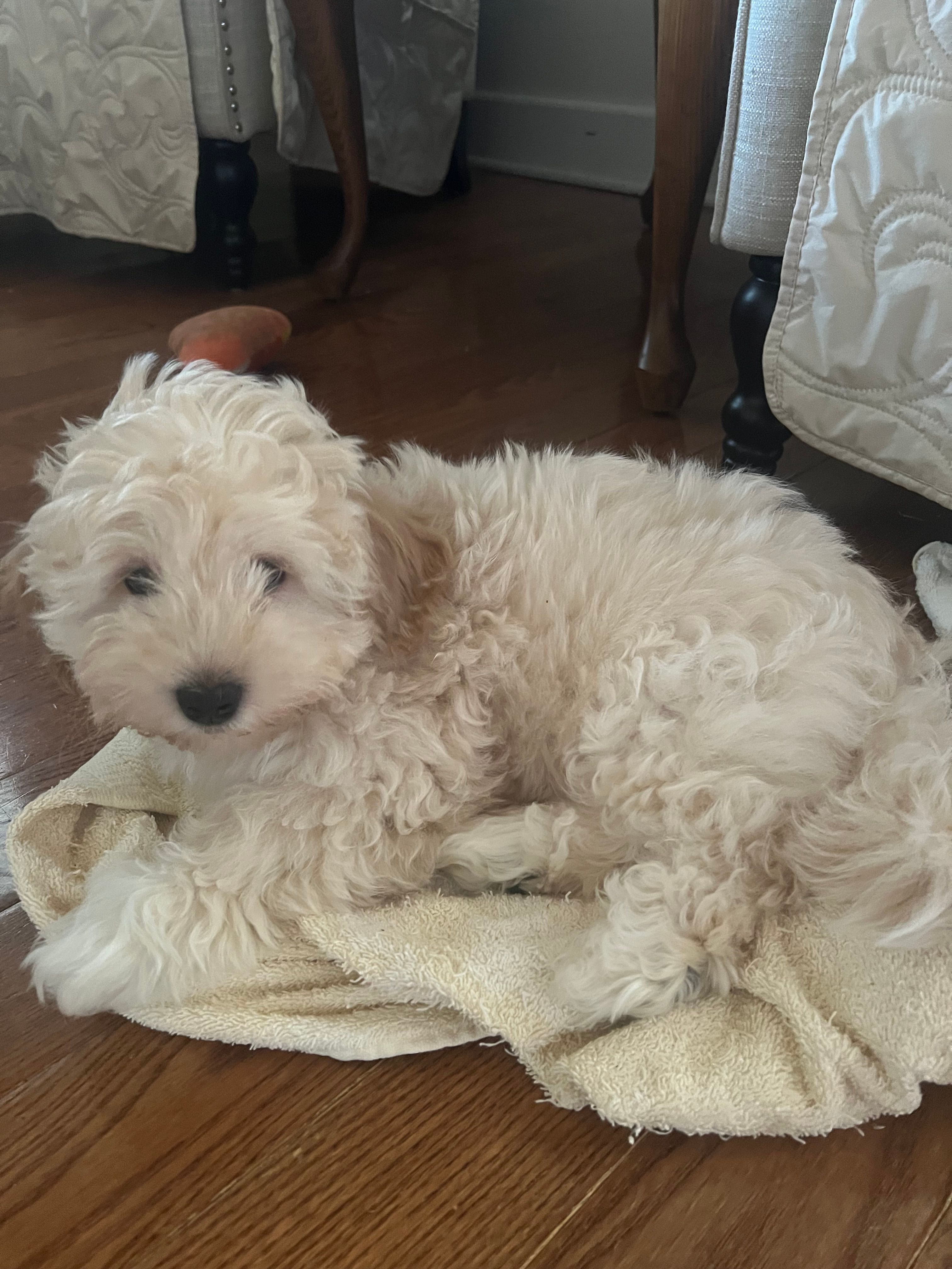 Tater – Morkie puppy for sale in Centre, AL