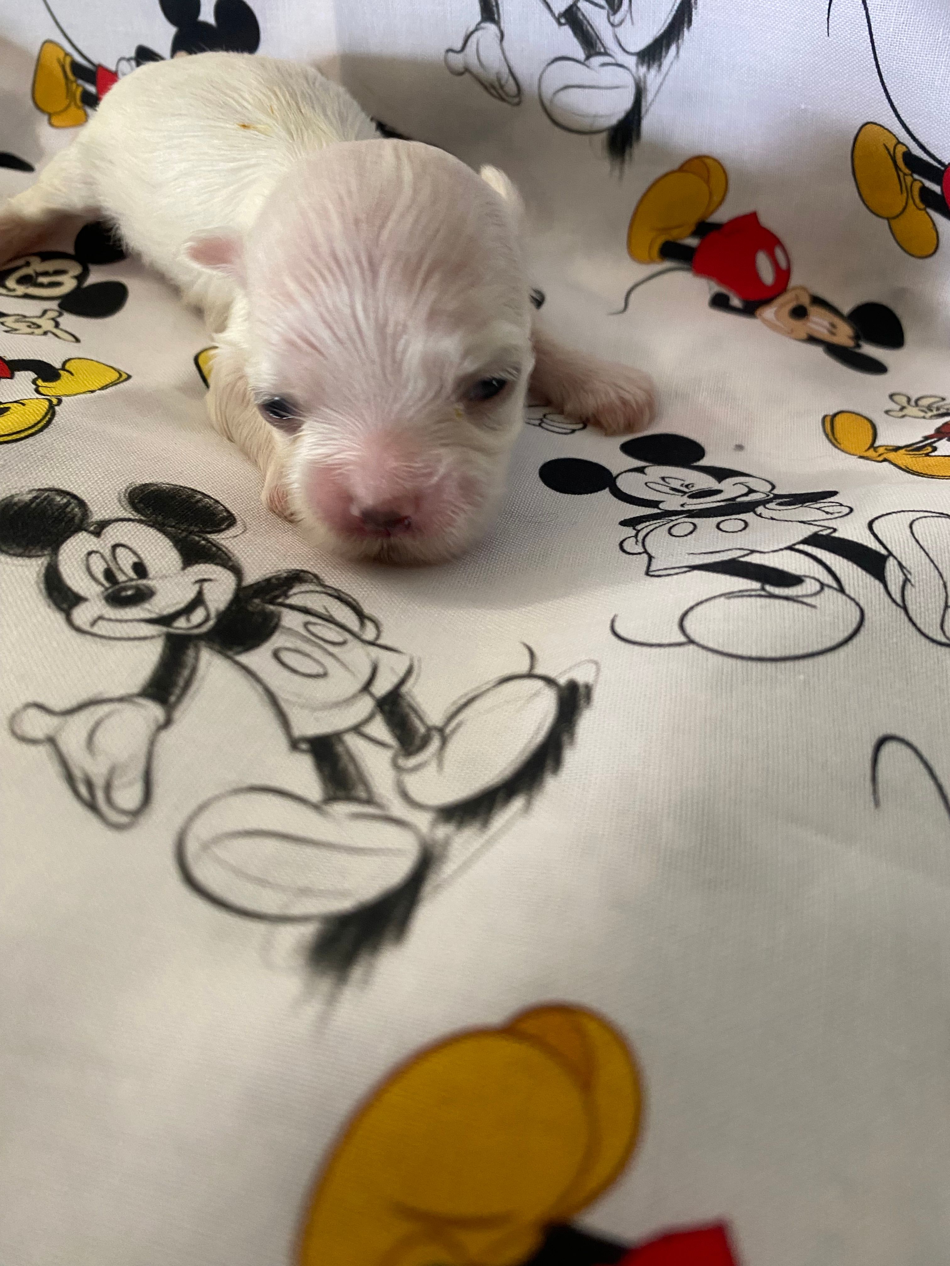 Jessie – Morkie puppy for sale in Centre, AL