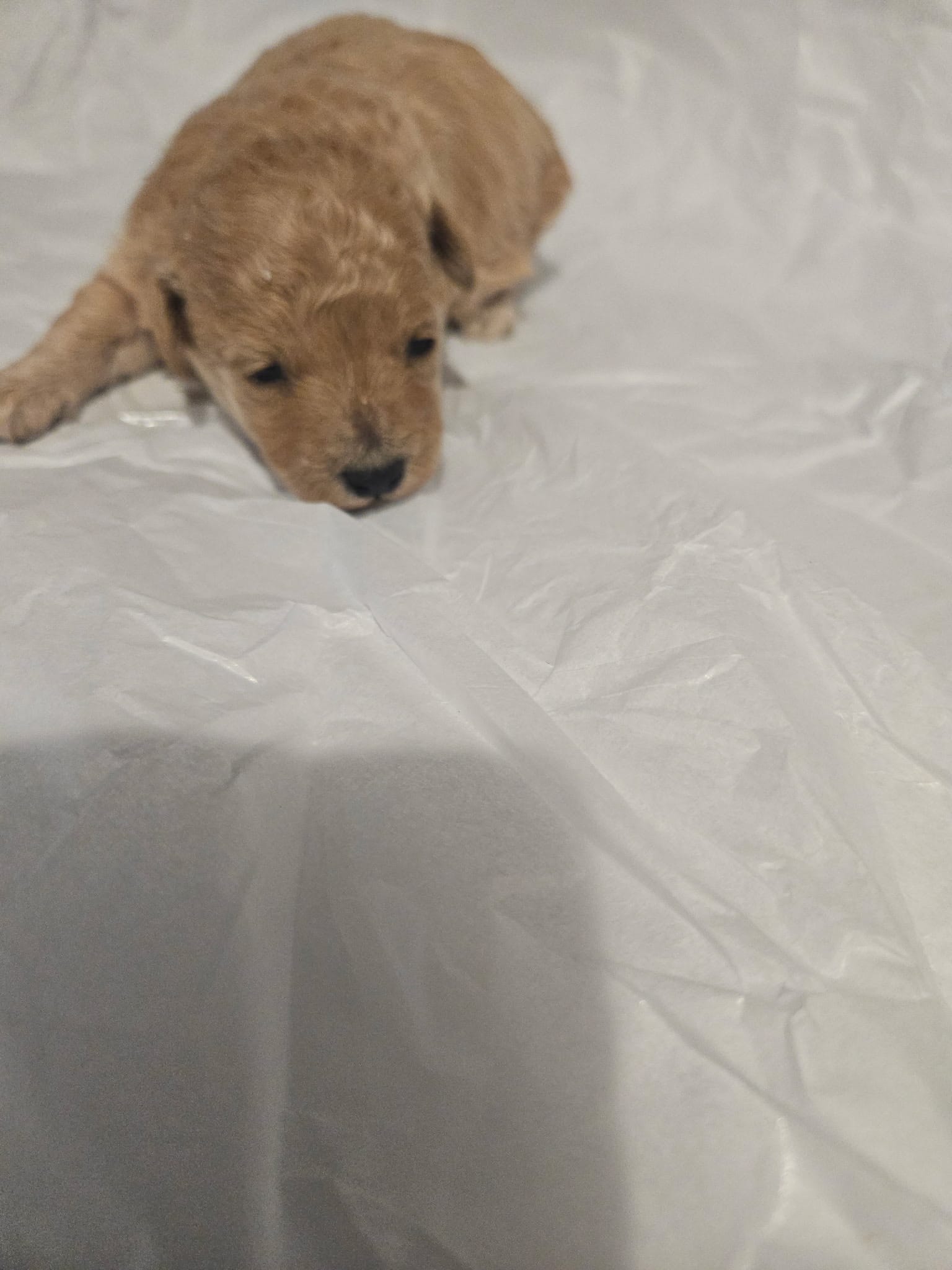 Chance – Poodle - Toy  puppy for sale in Swansea, SC