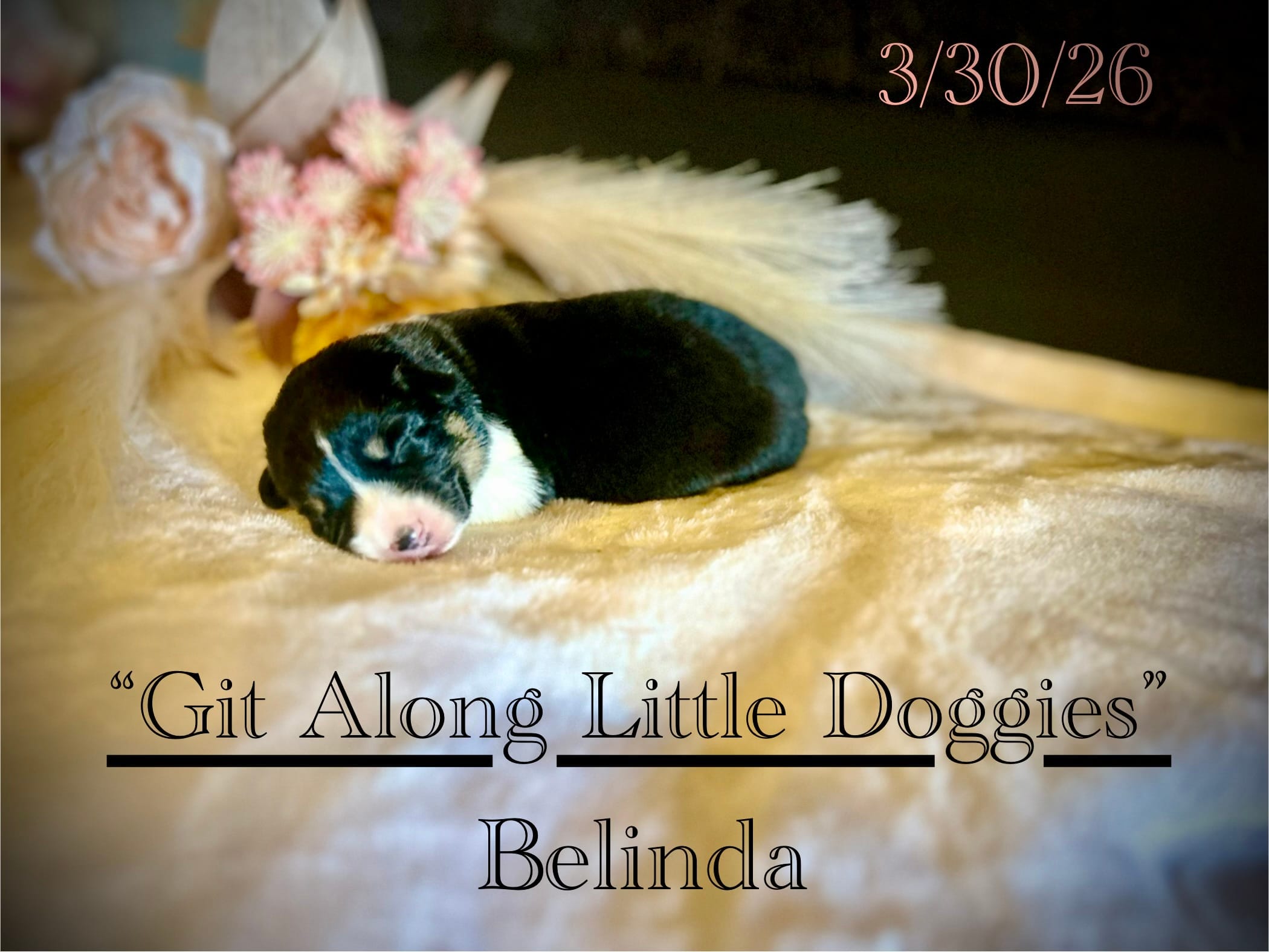 Belinda – Pembroke Welsh Corgi puppy for sale in Blacksburg, VA