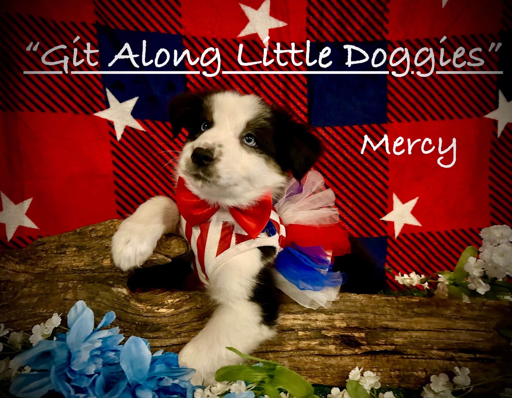 Mercy – Australian Shepherd puppy for sale in Blacksburg, VA