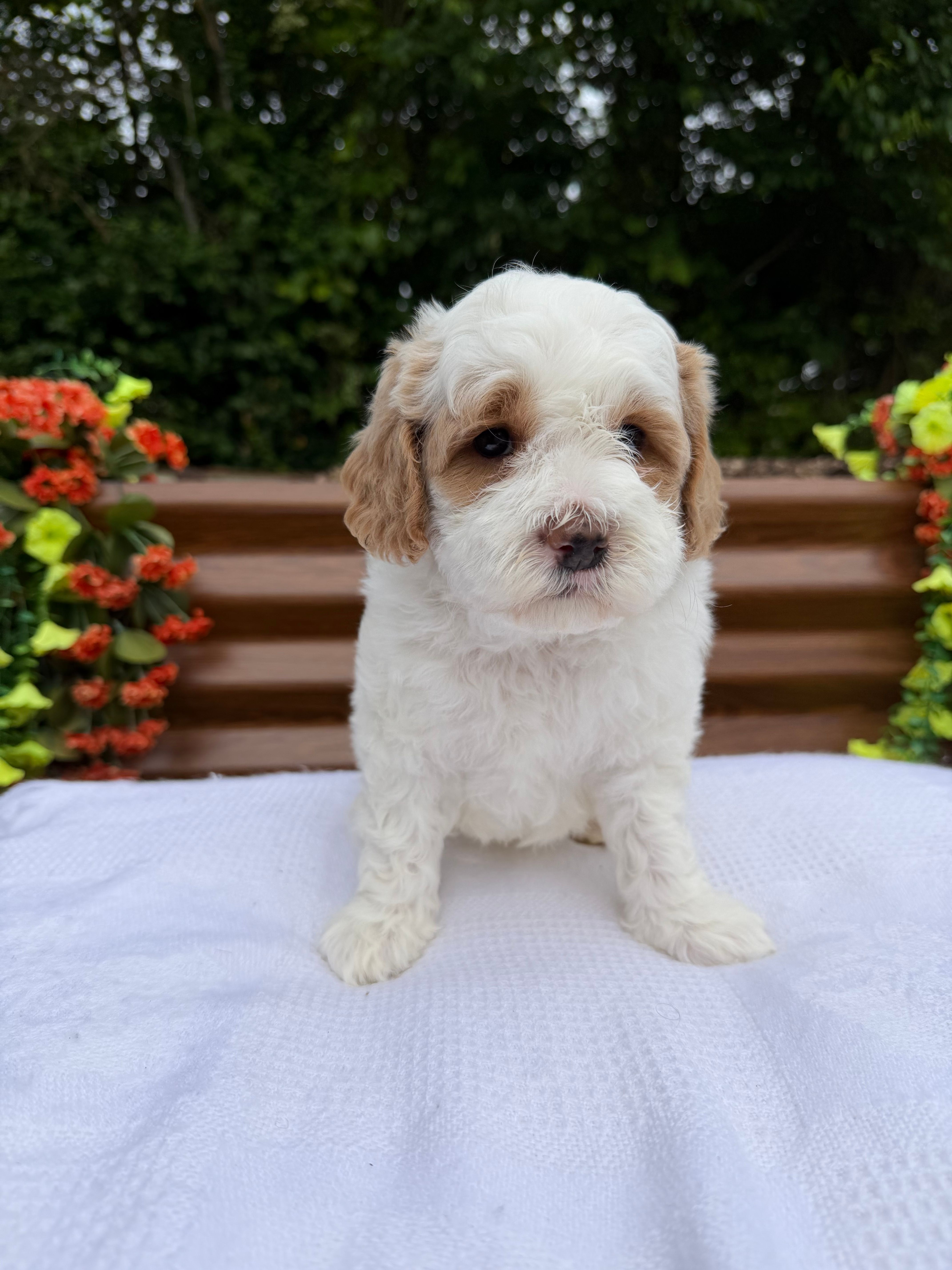 Quintin – Goldendoodle, Miniature Goldendoodle puppy for sale in Knoxville, TN