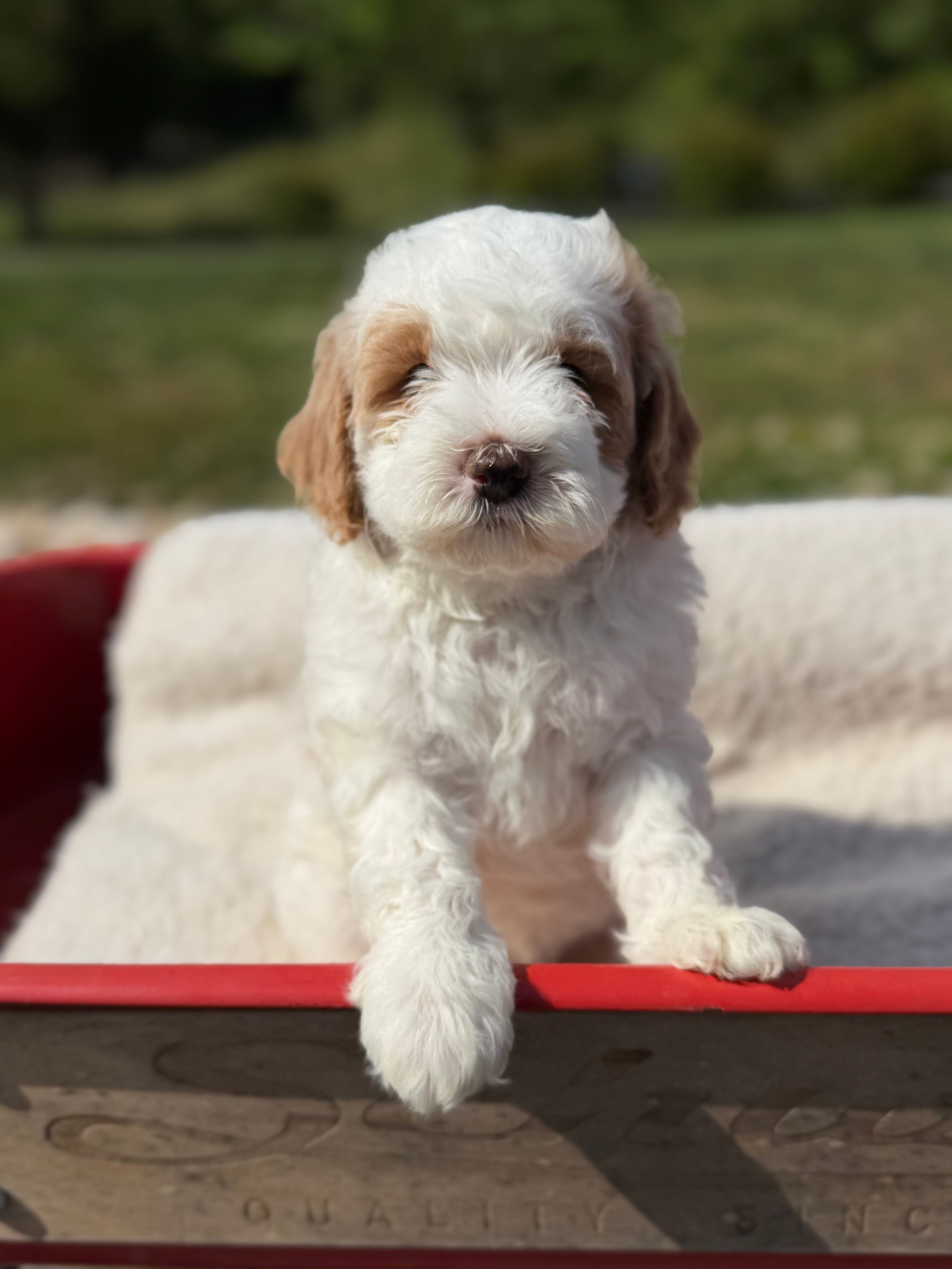 Quintin – Goldendoodle, Miniature Goldendoodle puppy for sale in Knoxville, TN