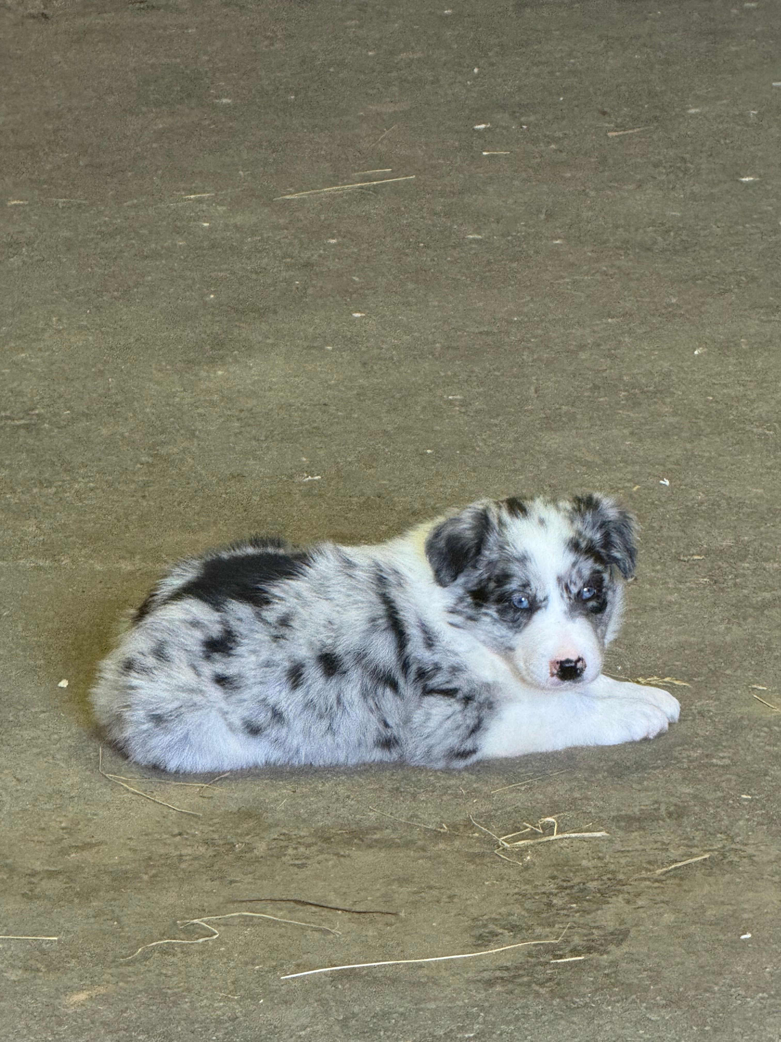 River – Border Collie puppy for sale in Walnut Cove, NC