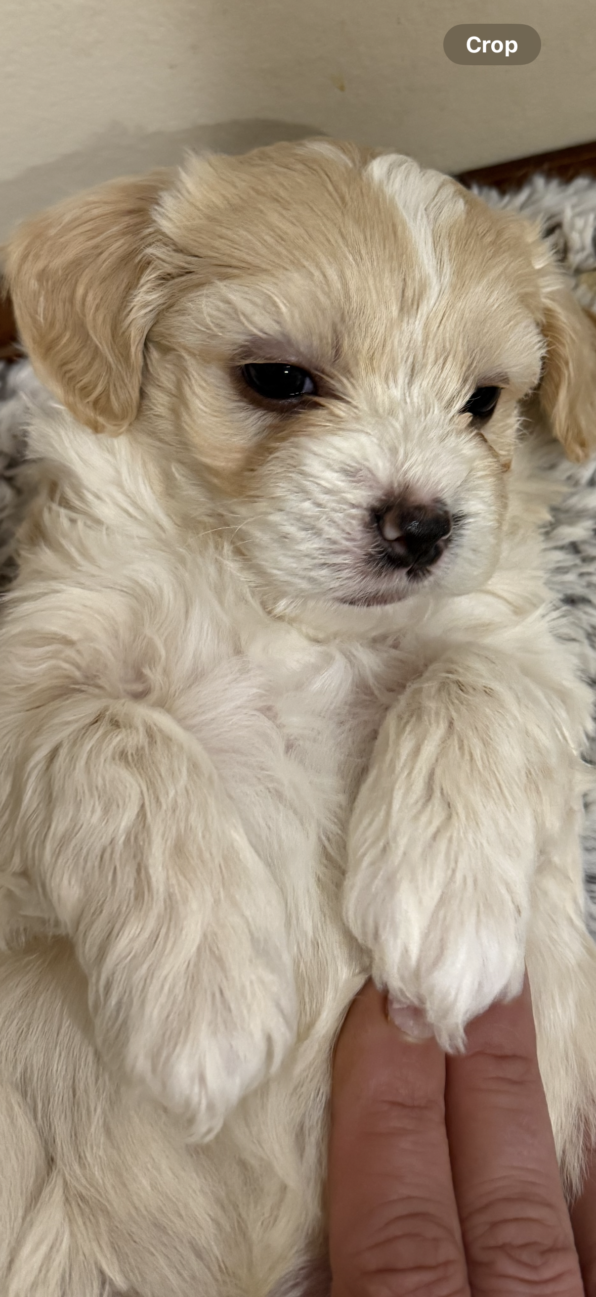 George Korean blue eyed  – Maltipoo, Poodle - Toy  puppy for sale in Charlotte, NC
