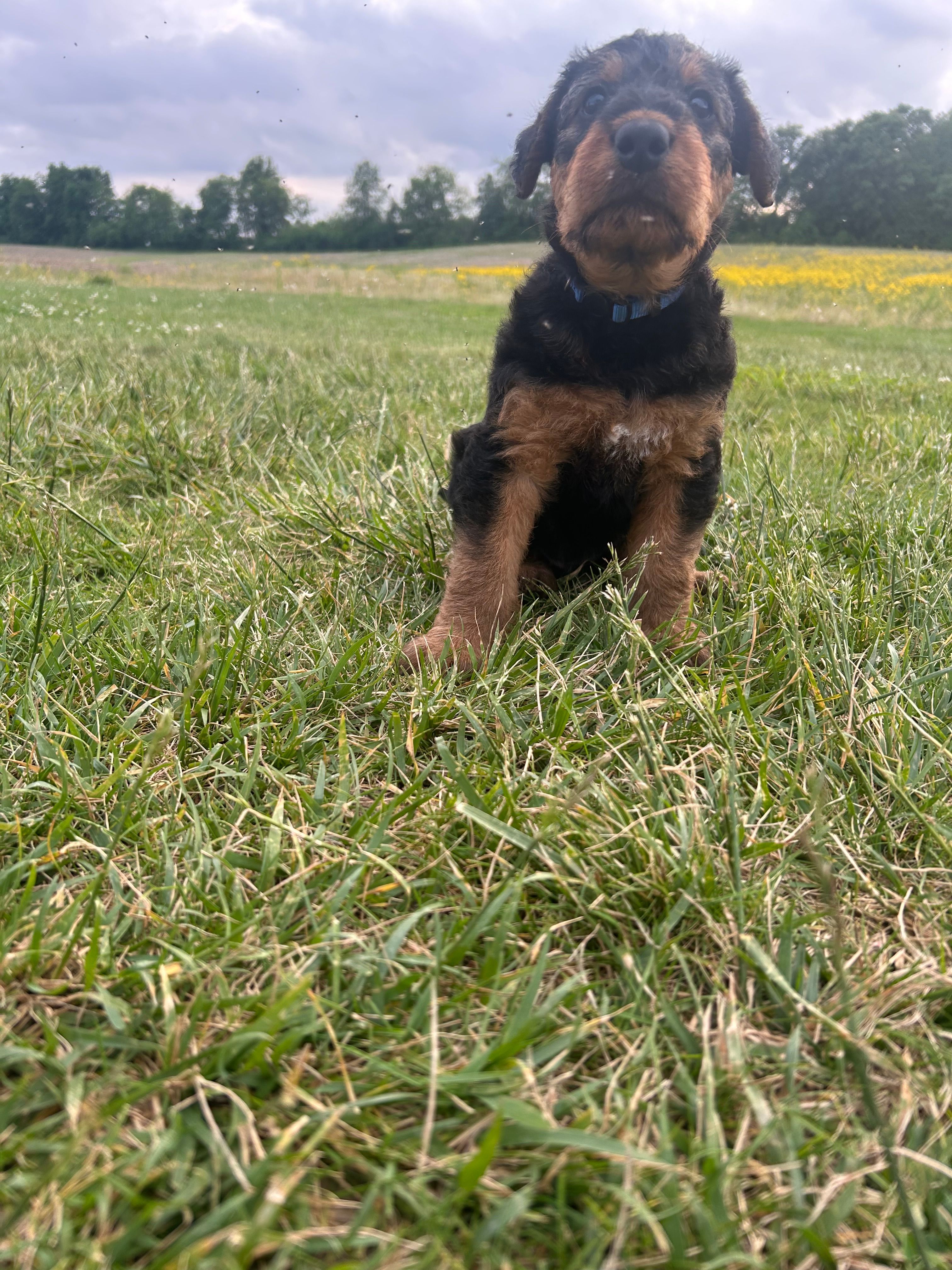 Blue female – Airedale Terrier puppy for sale in Waynesfield, OH