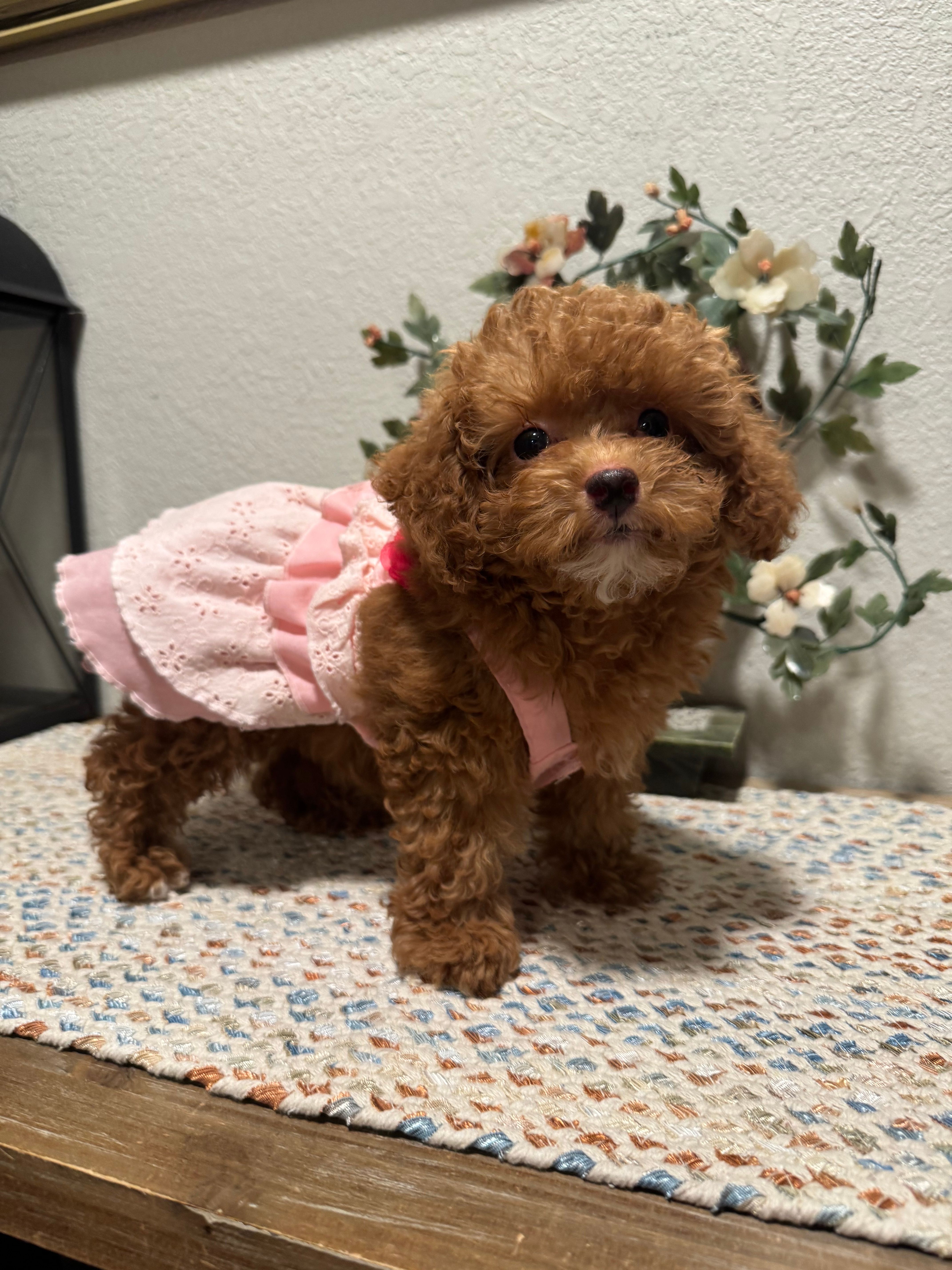 Lily Cottontail  – Poodle - Toy  puppy for sale in Houston, TX