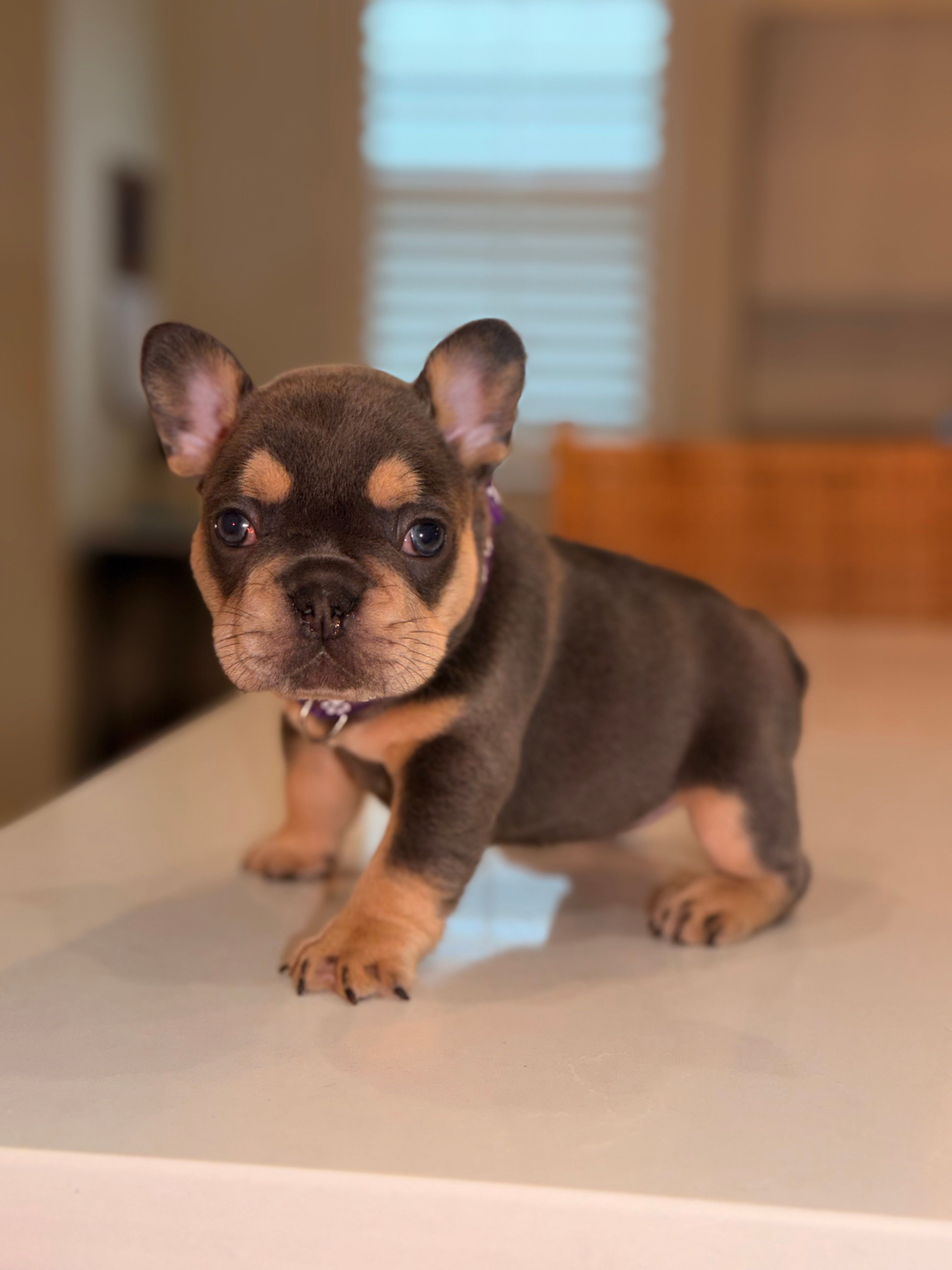 Evangeline – French Bulldog puppy for sale in Port Saint Lucie, FL
