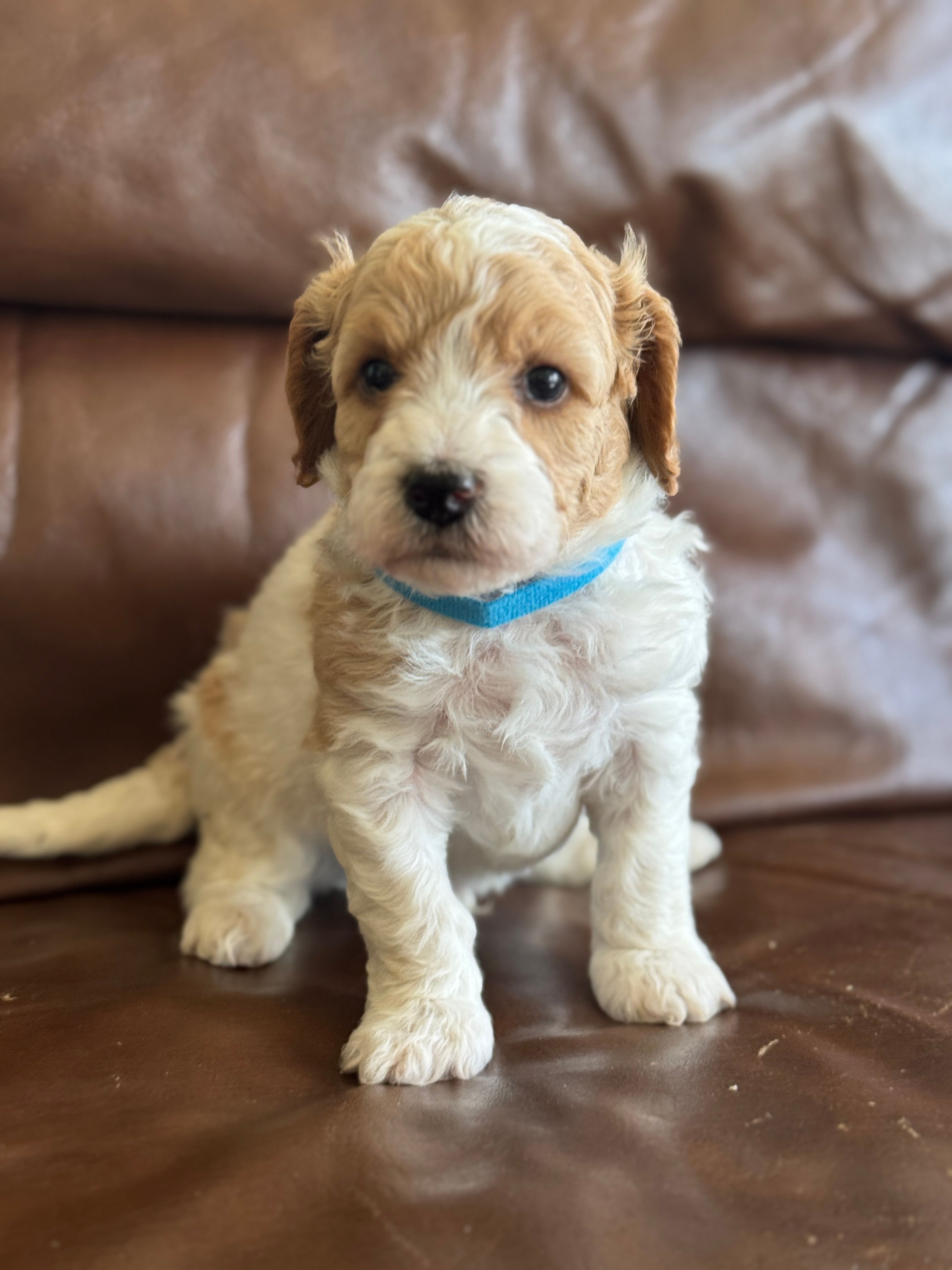 Parker – Cavapoo puppy for sale in Ionia, IA