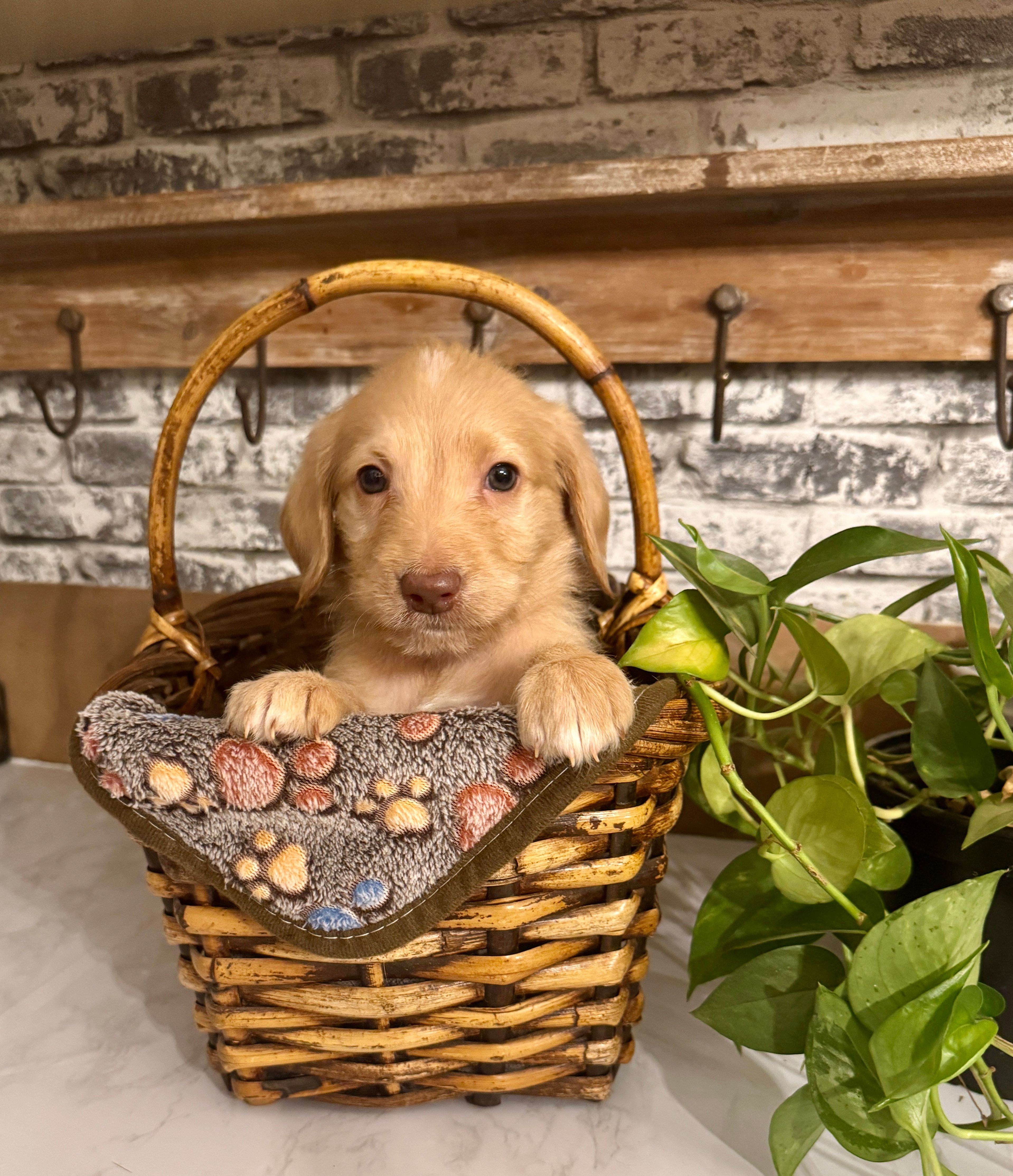 Orange collar  – Labradoodle puppy for sale in Gainesville, GA
