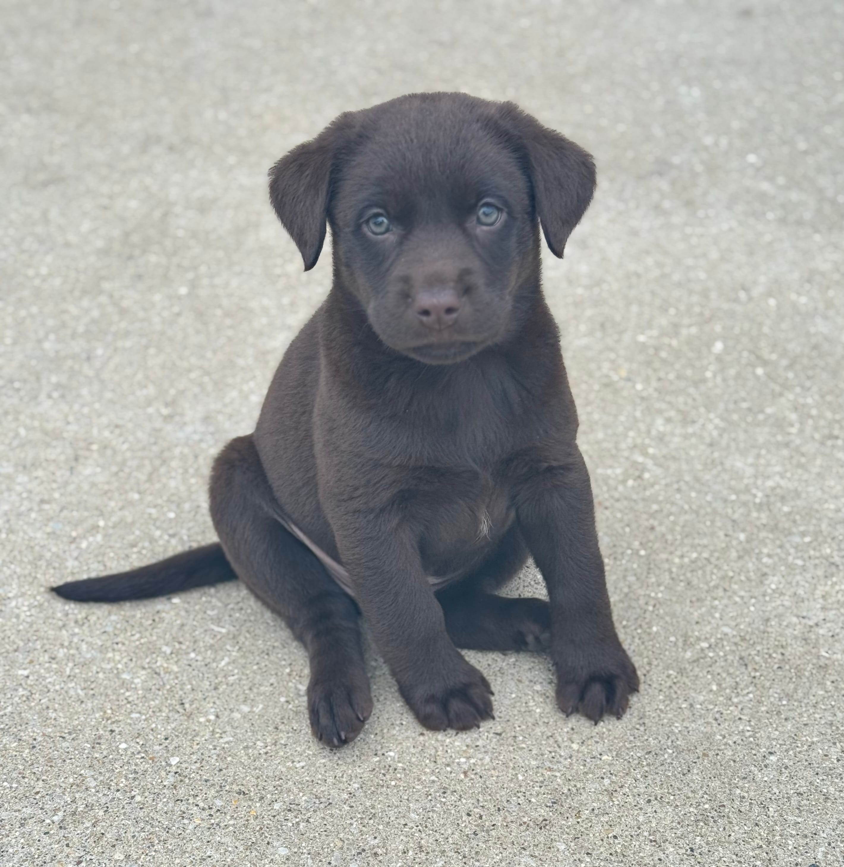 Sadie – Labrador Retriever puppy for sale in Addison, IL