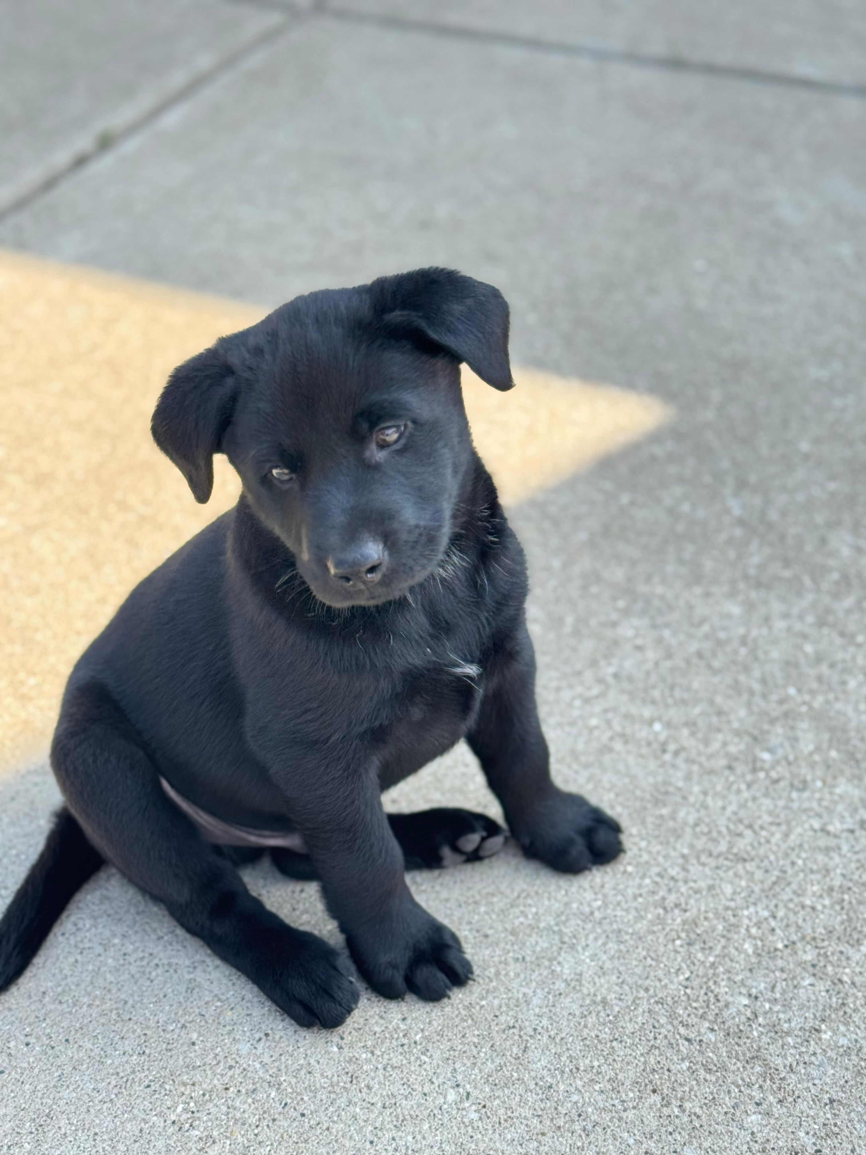Blackie – Labrador Retriever puppy for sale in Addison, IL