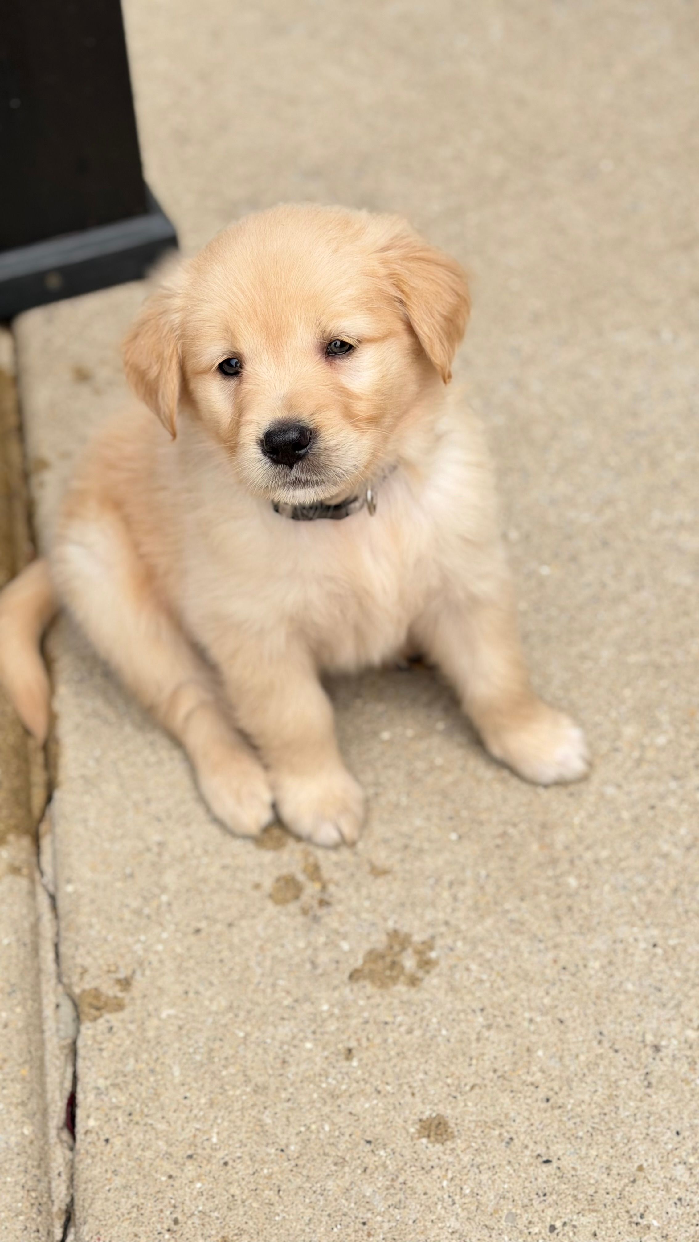 Nala – Golden Retriever puppy for sale in Addison, IL