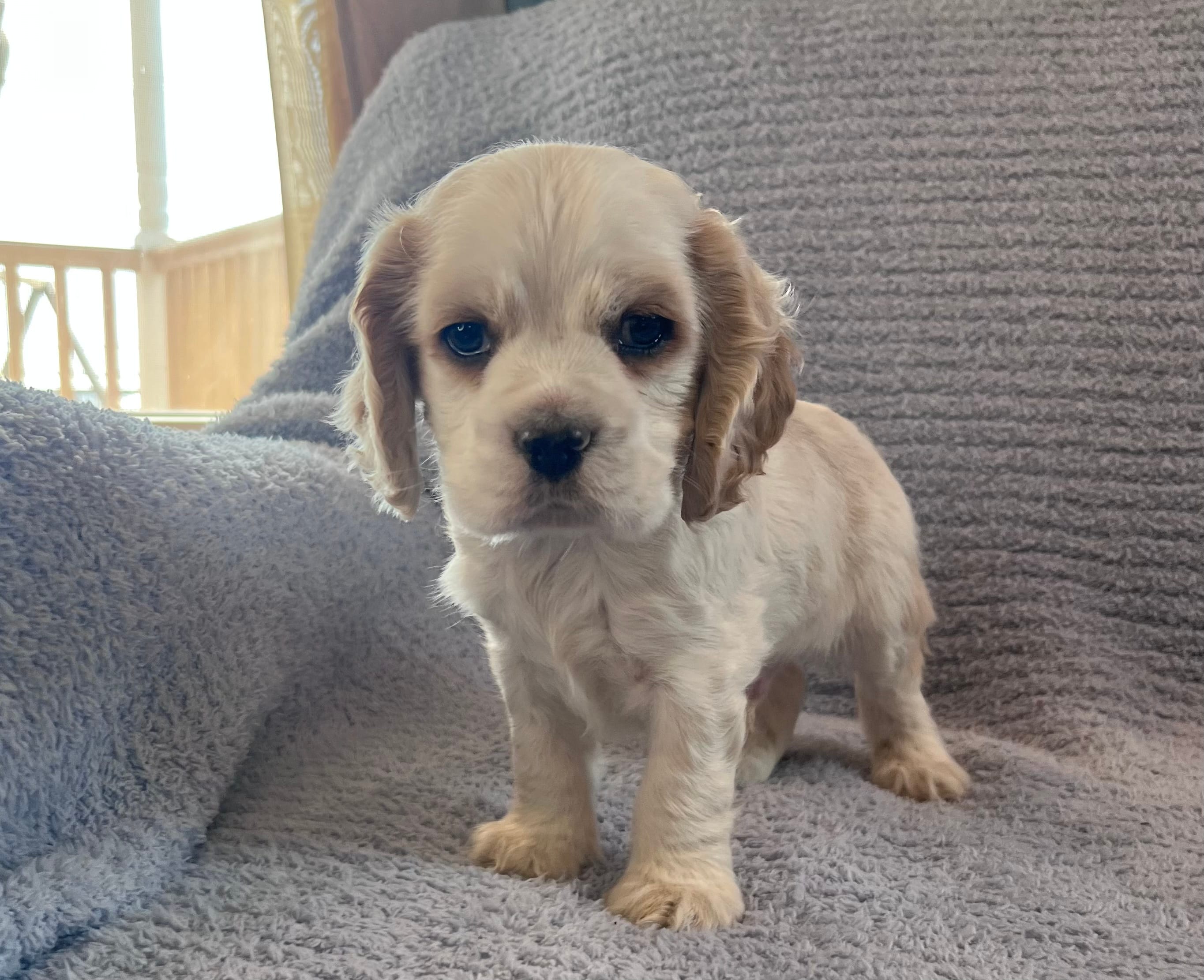 Bailey – Cocker Spaniel puppy for sale in Oral, SD