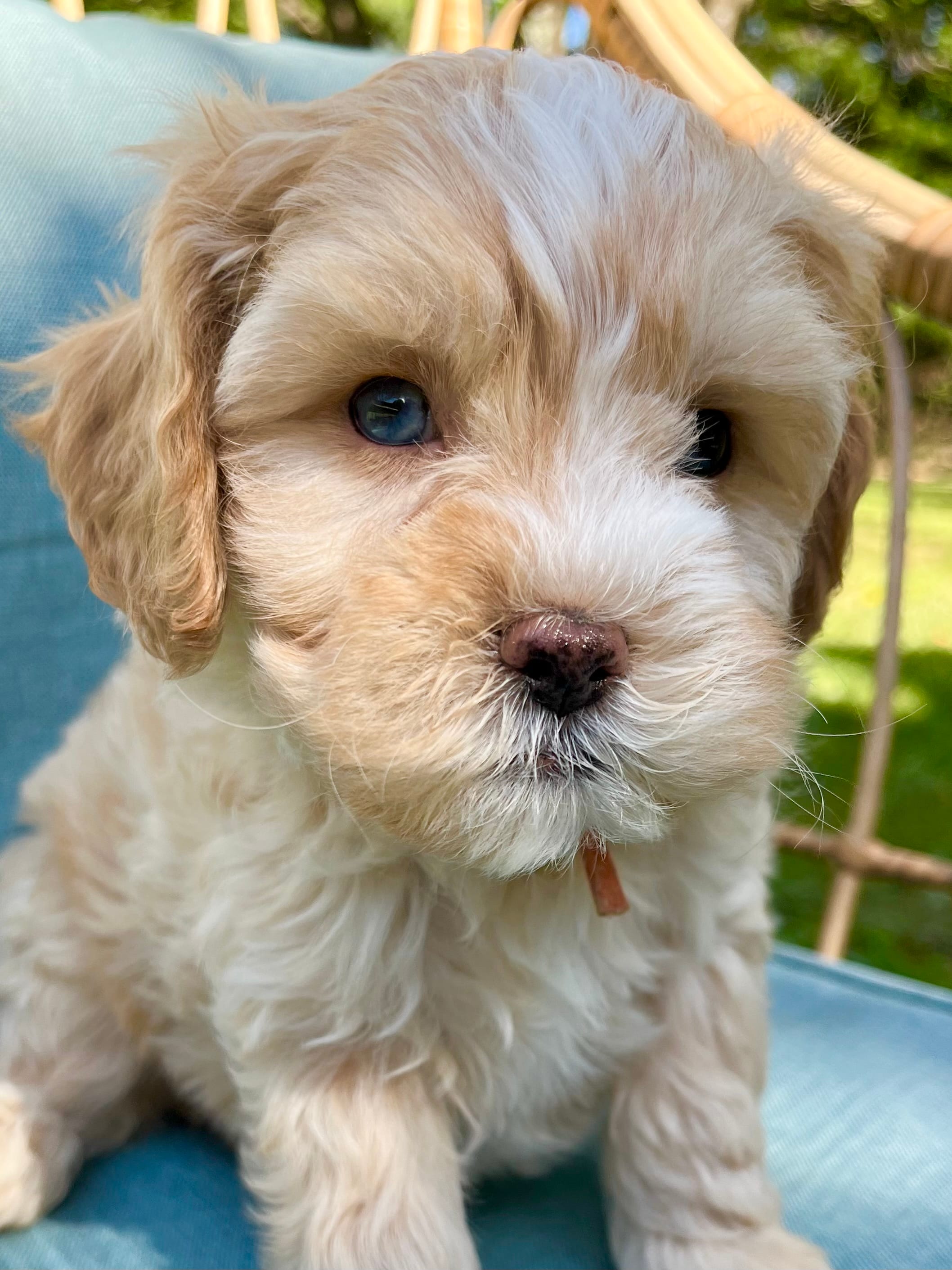 Thomas – Cavapoo, Poodle - Toy  puppy for sale in Roanoke, VA