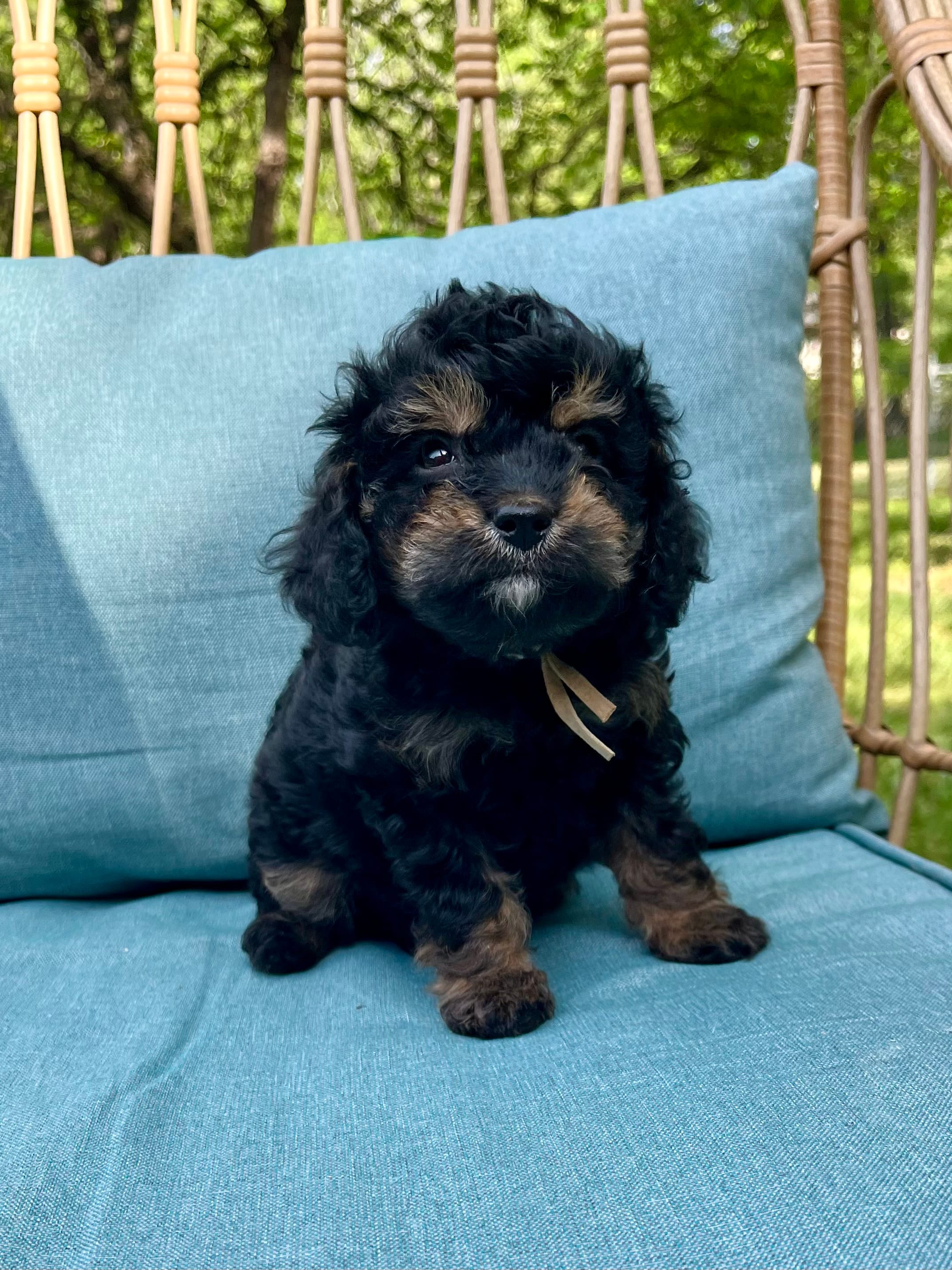 Max – Cavapoo, Poodle - Toy  puppy for sale in Roanoke, VA