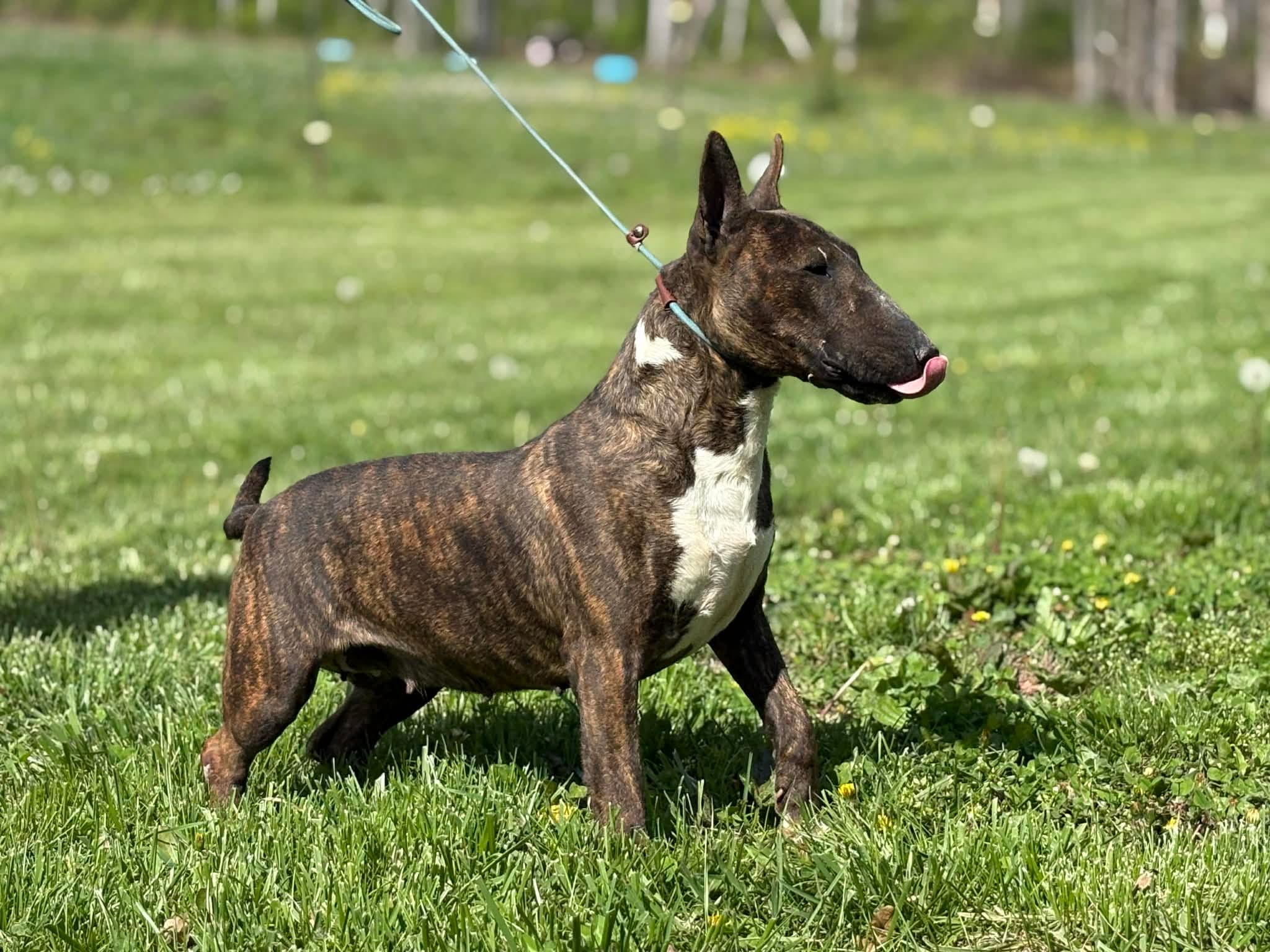 Due soon – Bull Terrier puppy for sale in Brazil, IN