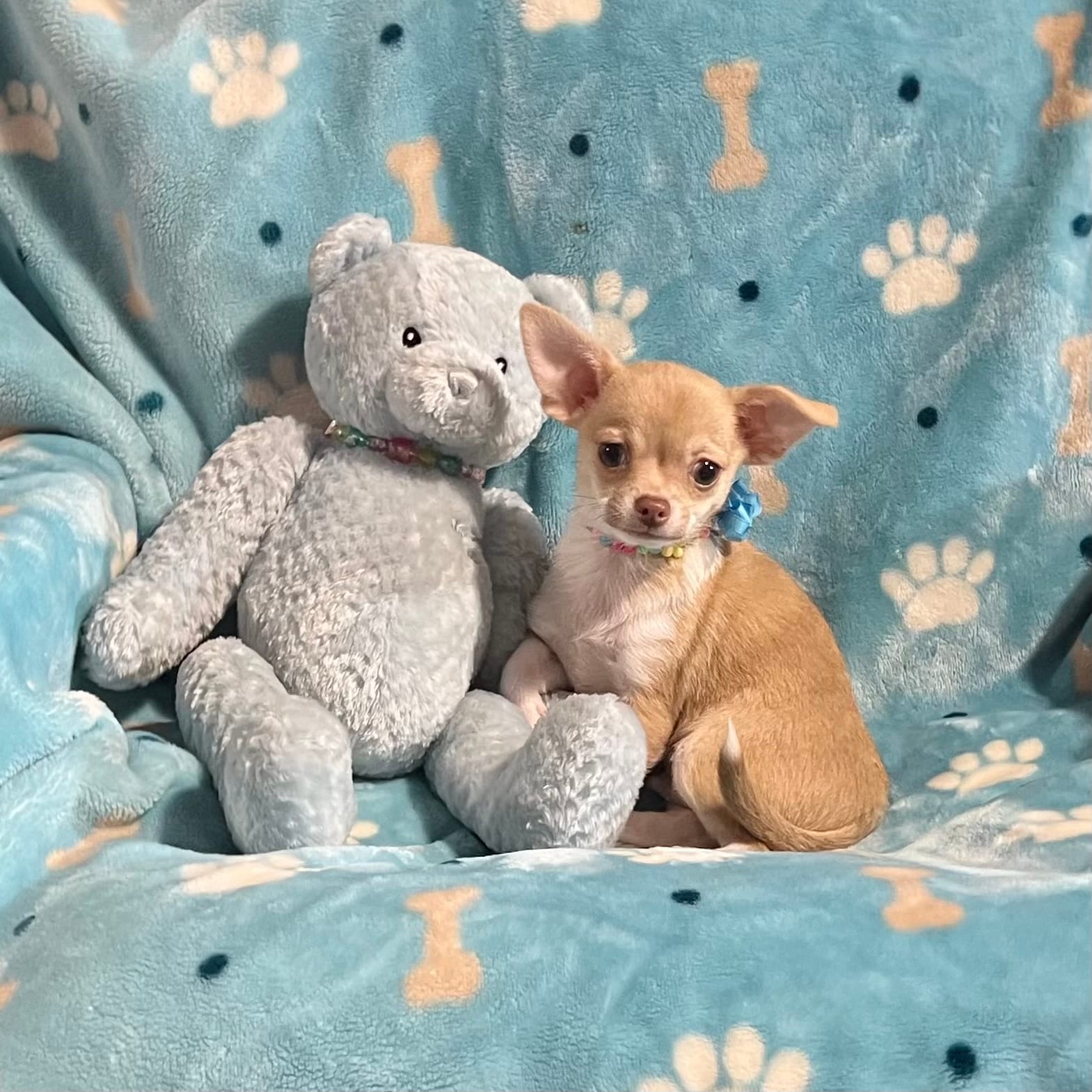 Fawn and White Boy – Chihuahua puppy for sale in Rogers, AR