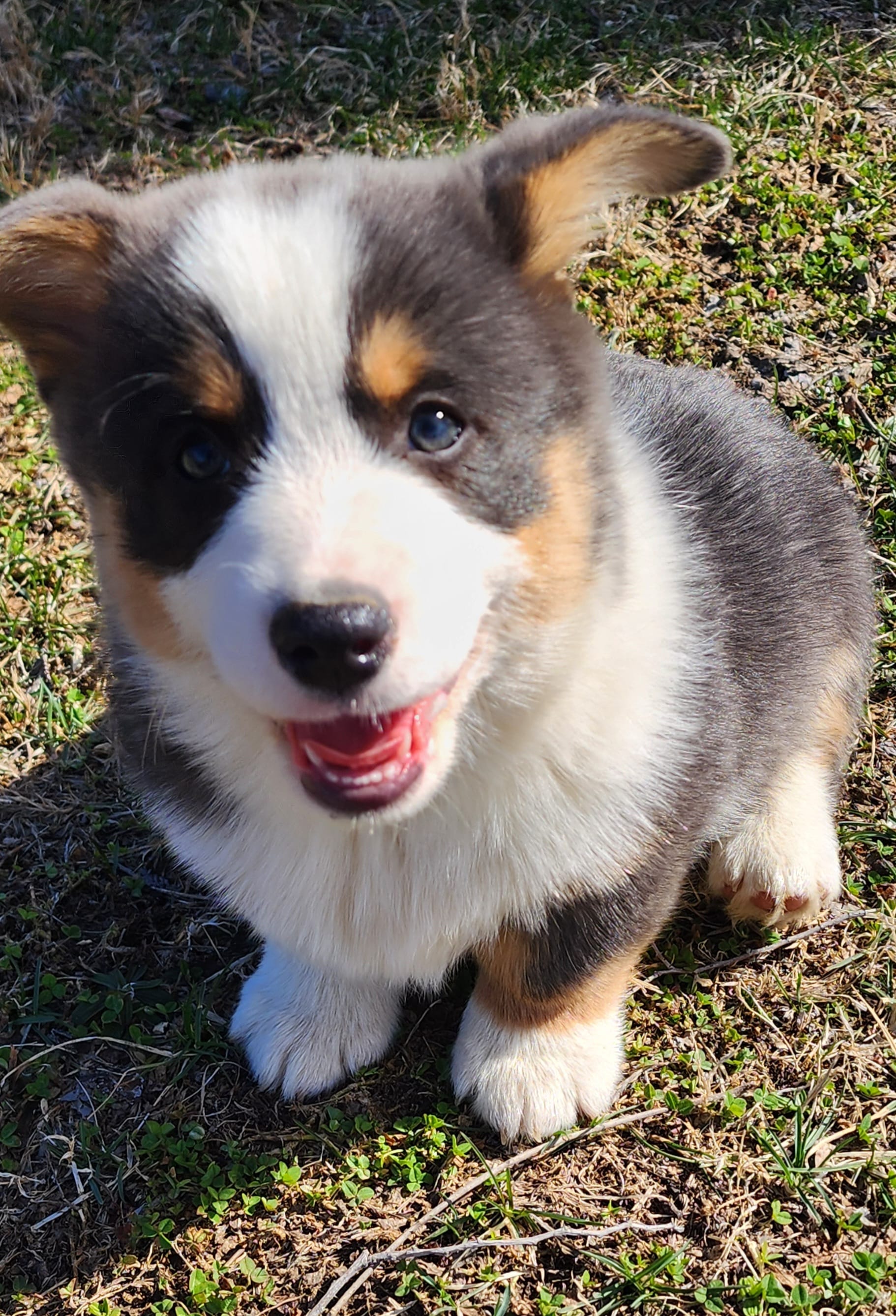 Fredrick – Pembroke Welsh Corgi puppy for sale in Mount Pleasant, IA