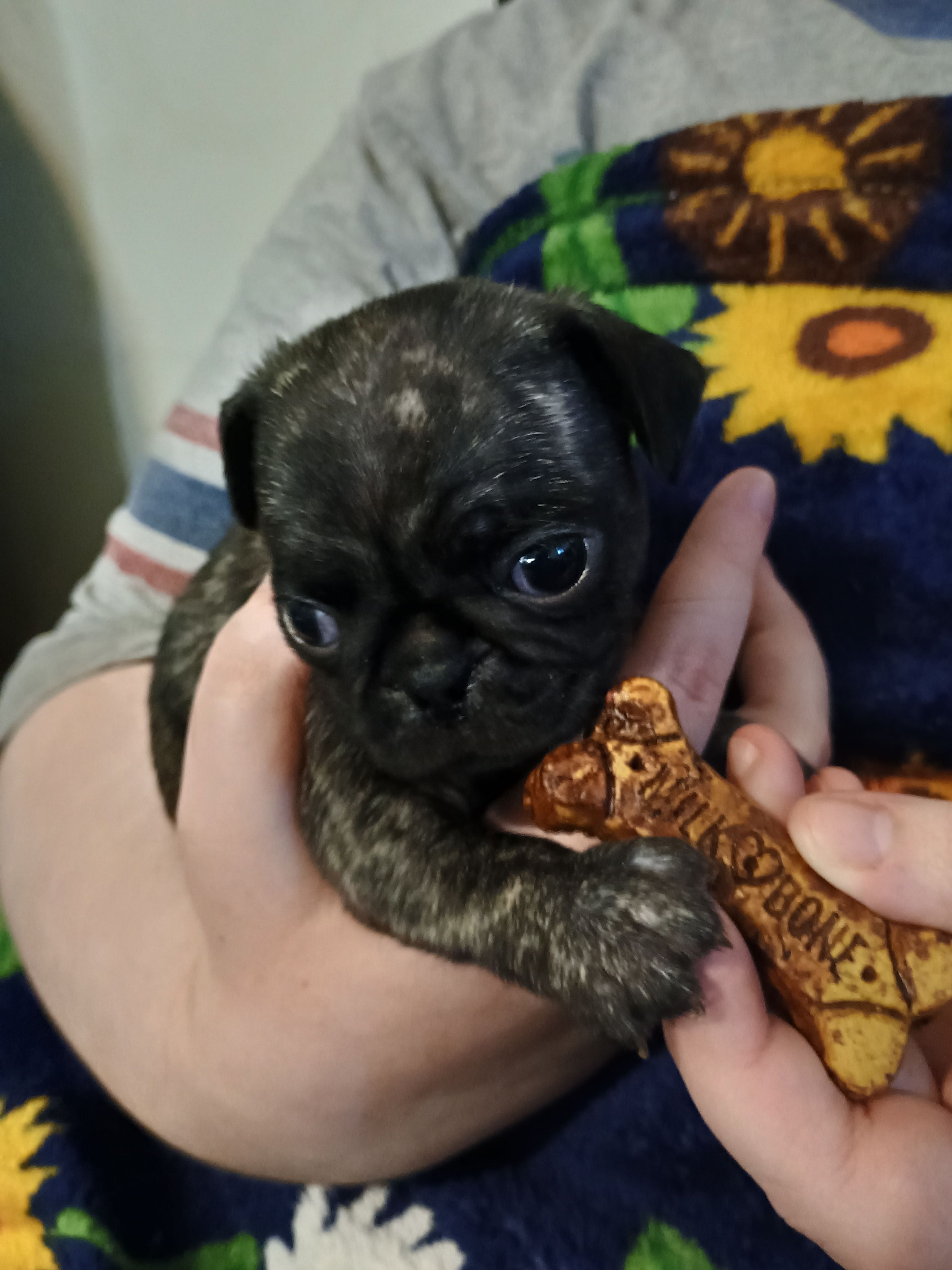 Billie CKC – Pug puppy for sale in Lexington, NC