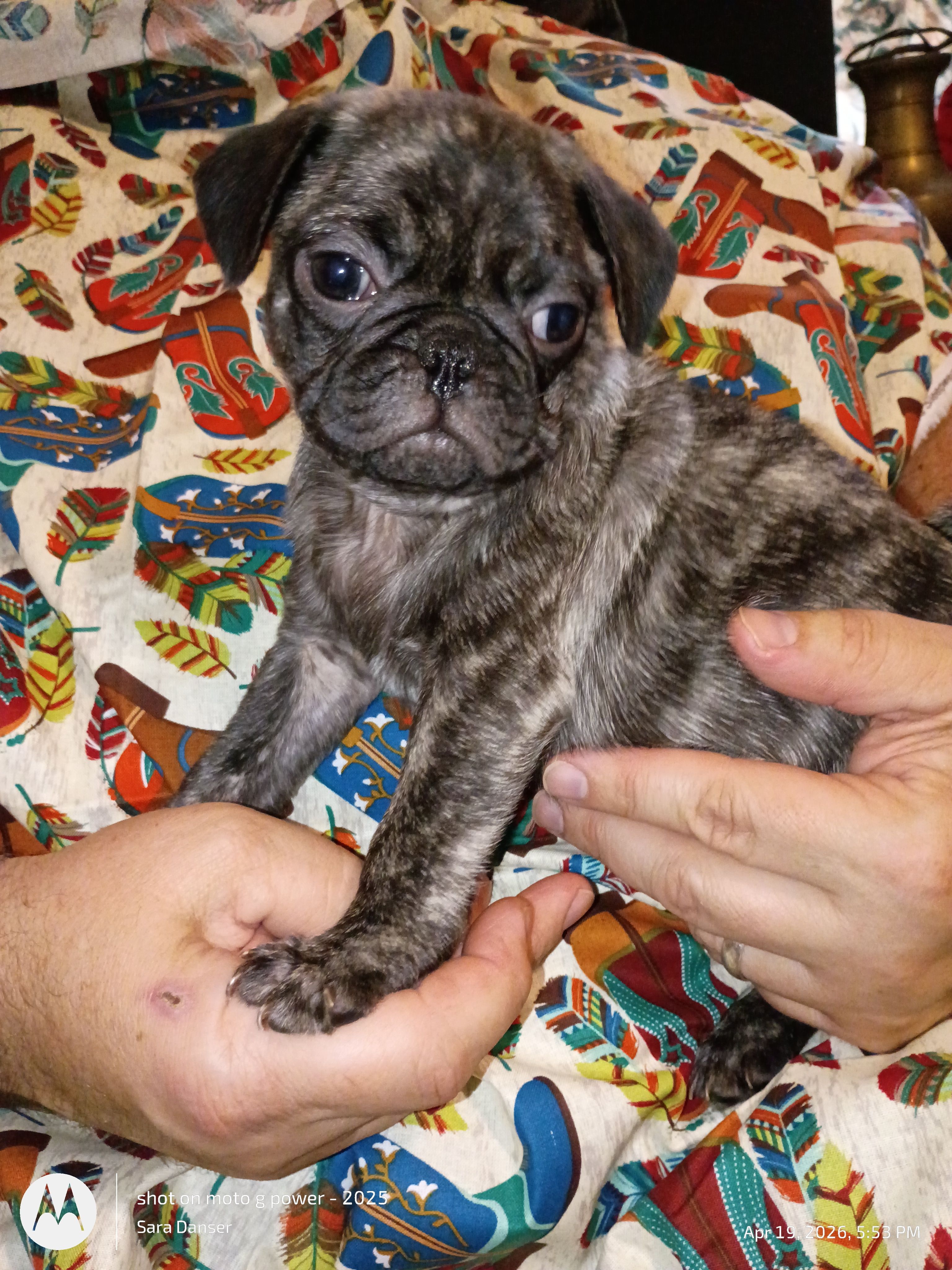 Davis Brindle  – Pug puppy on hold in Lexington, NC