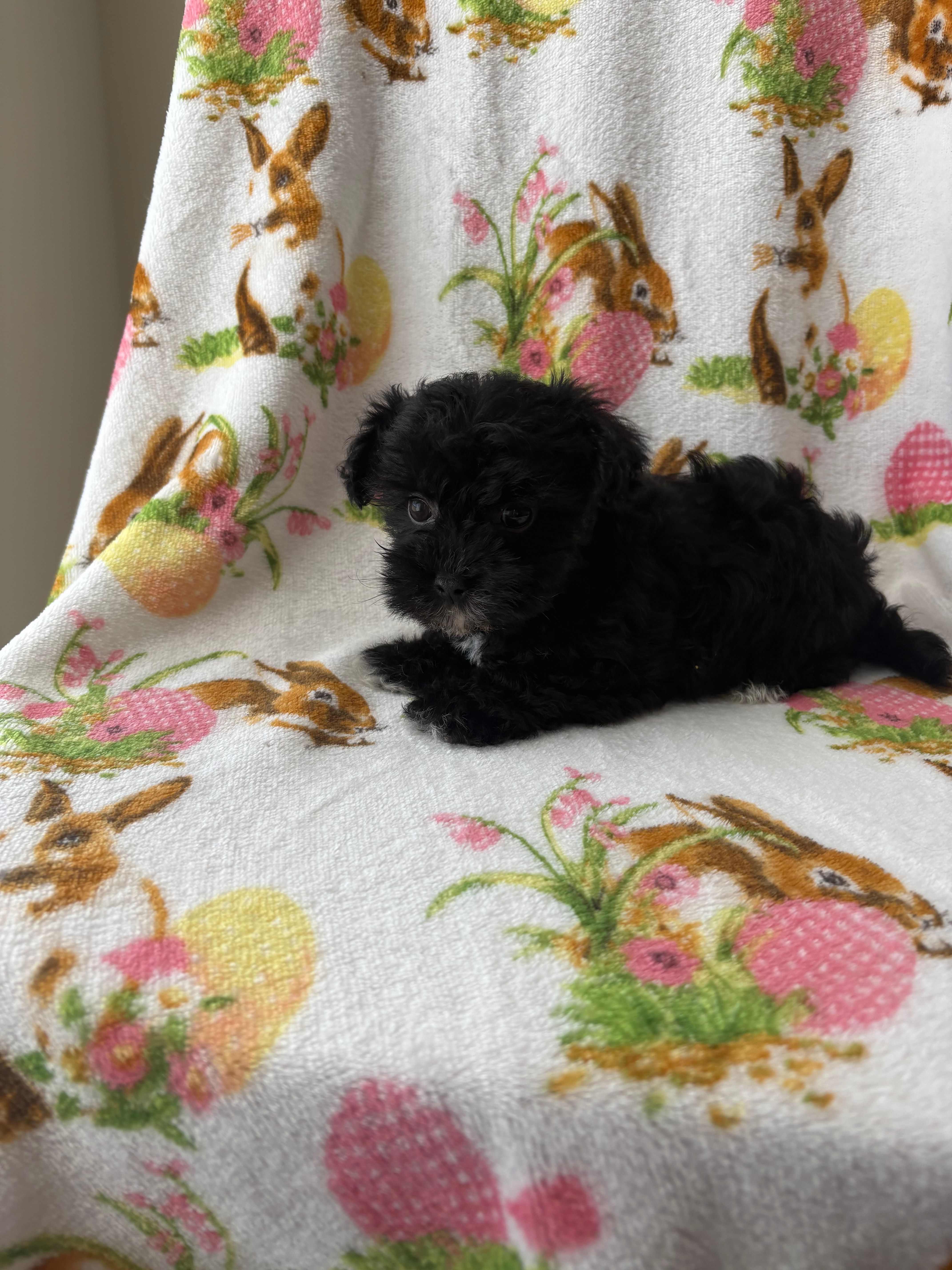 cookie  – Morkie puppy for sale in Louisburg, NC
