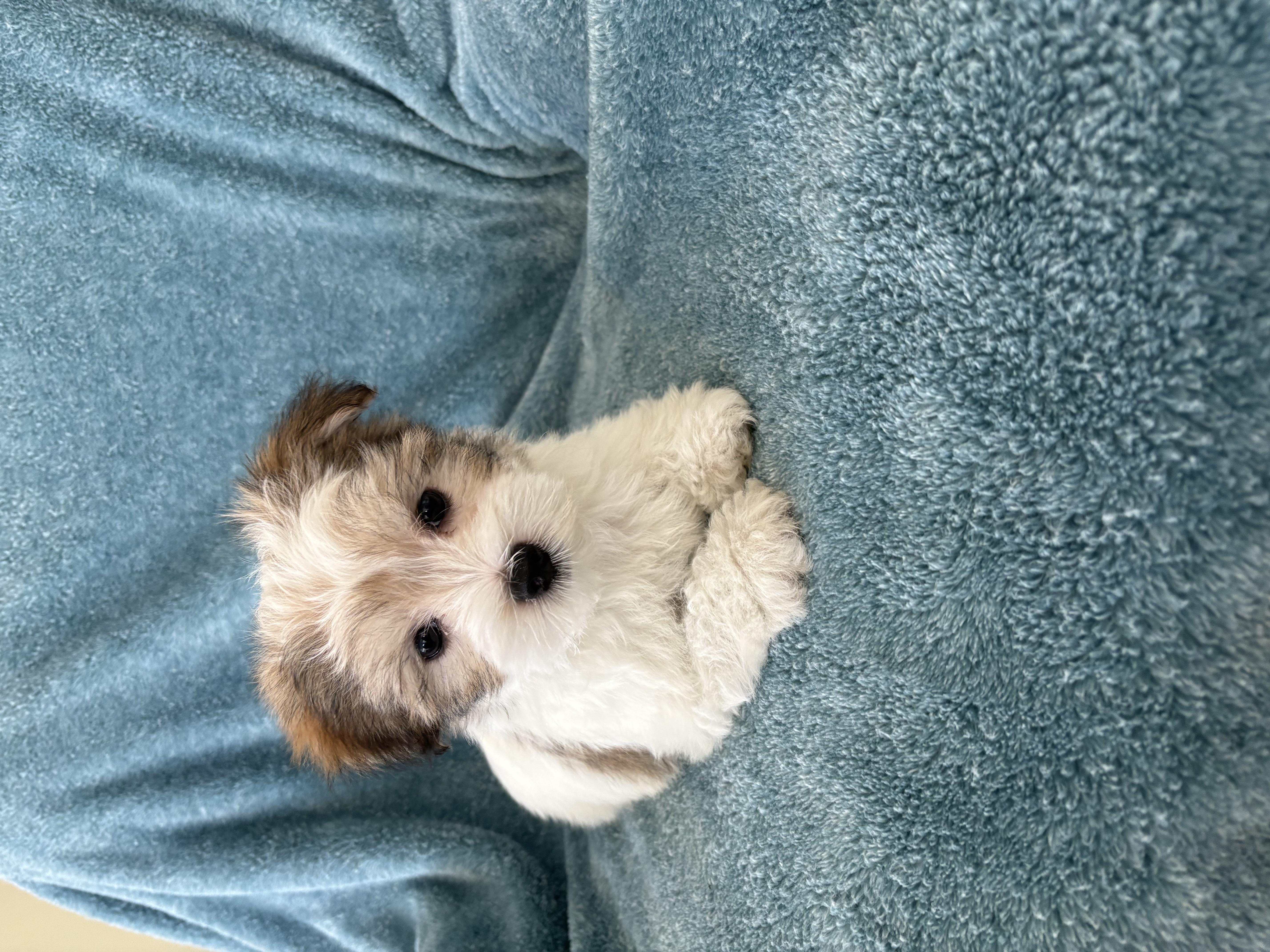Scooter – Morkie puppy for sale in Louisburg, NC