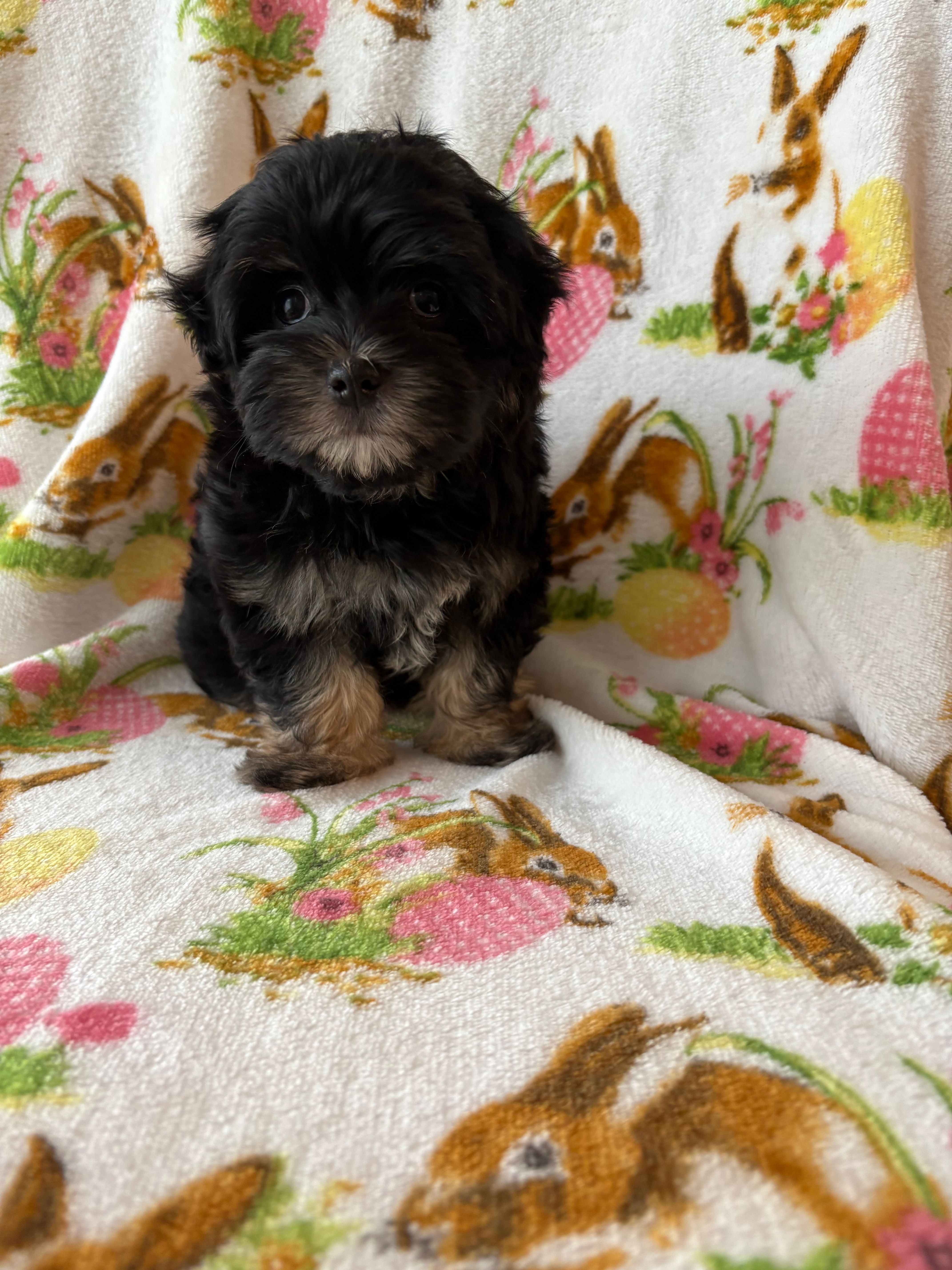 biscuit – Maltipoo puppy for sale in Louisburg, NC