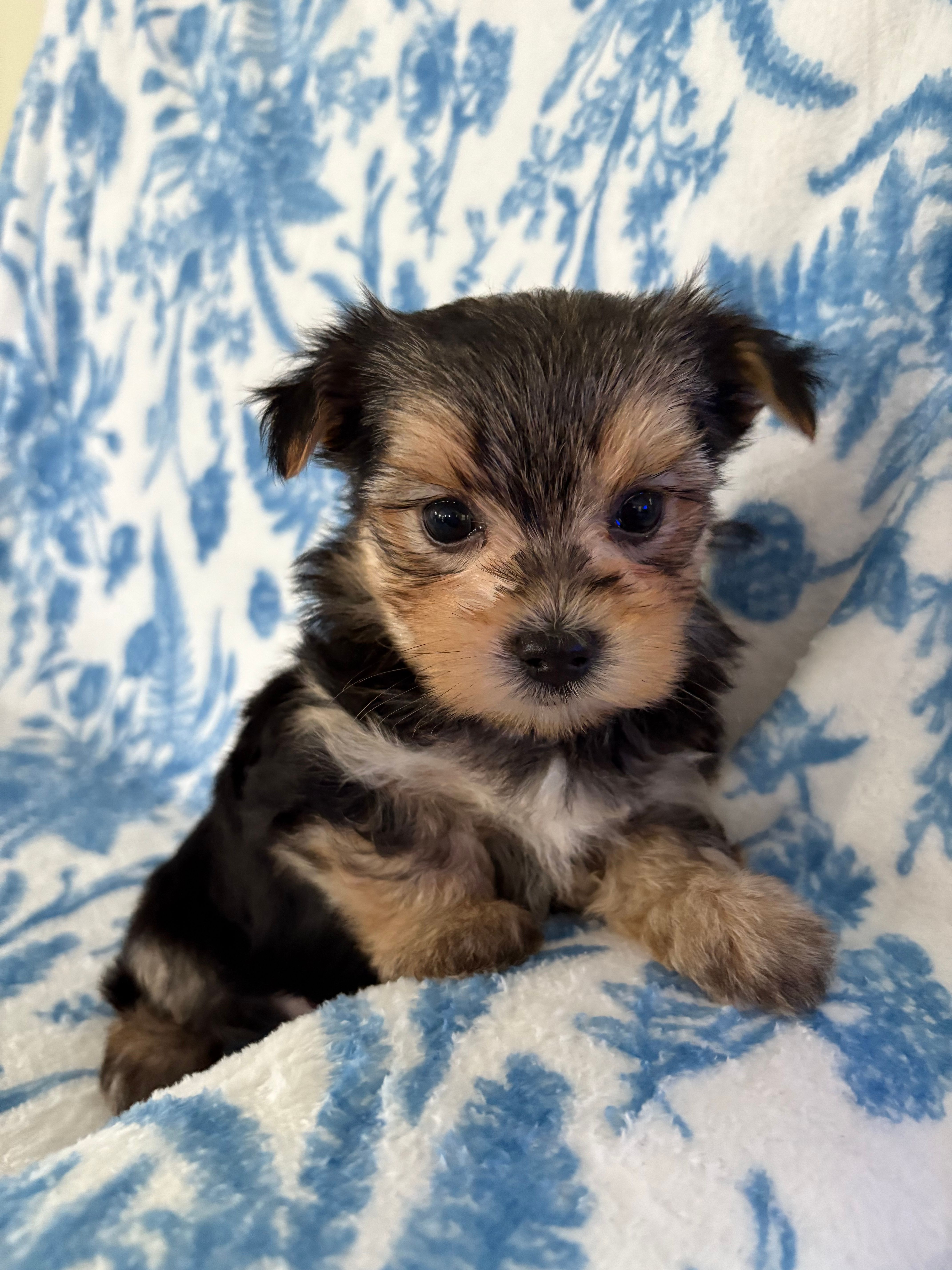 Brandi – Morkie puppy for sale in Louisburg, NC
