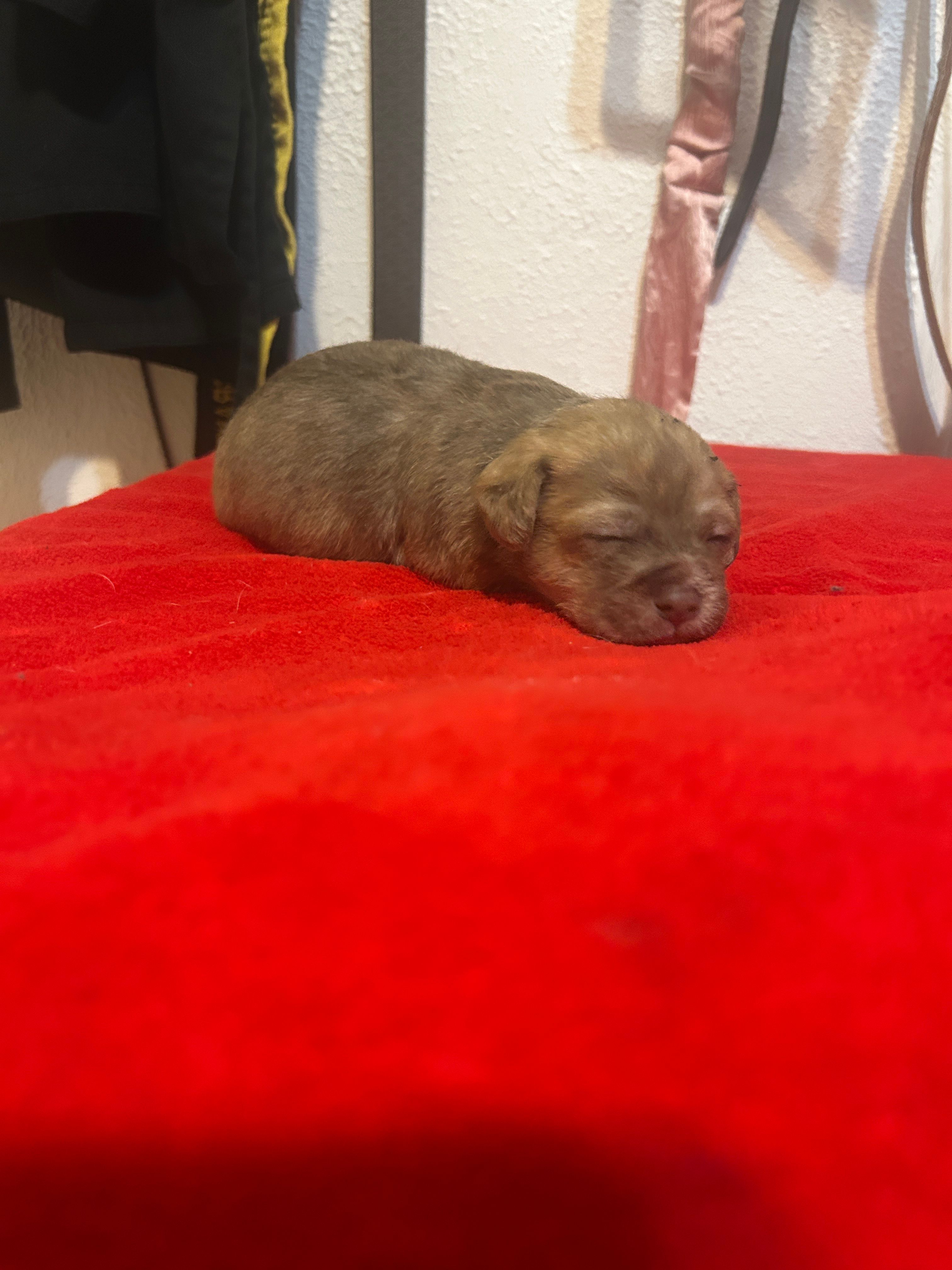Tiki – Chihuahua, Shih Tzu puppy for sale in Orlando, FL