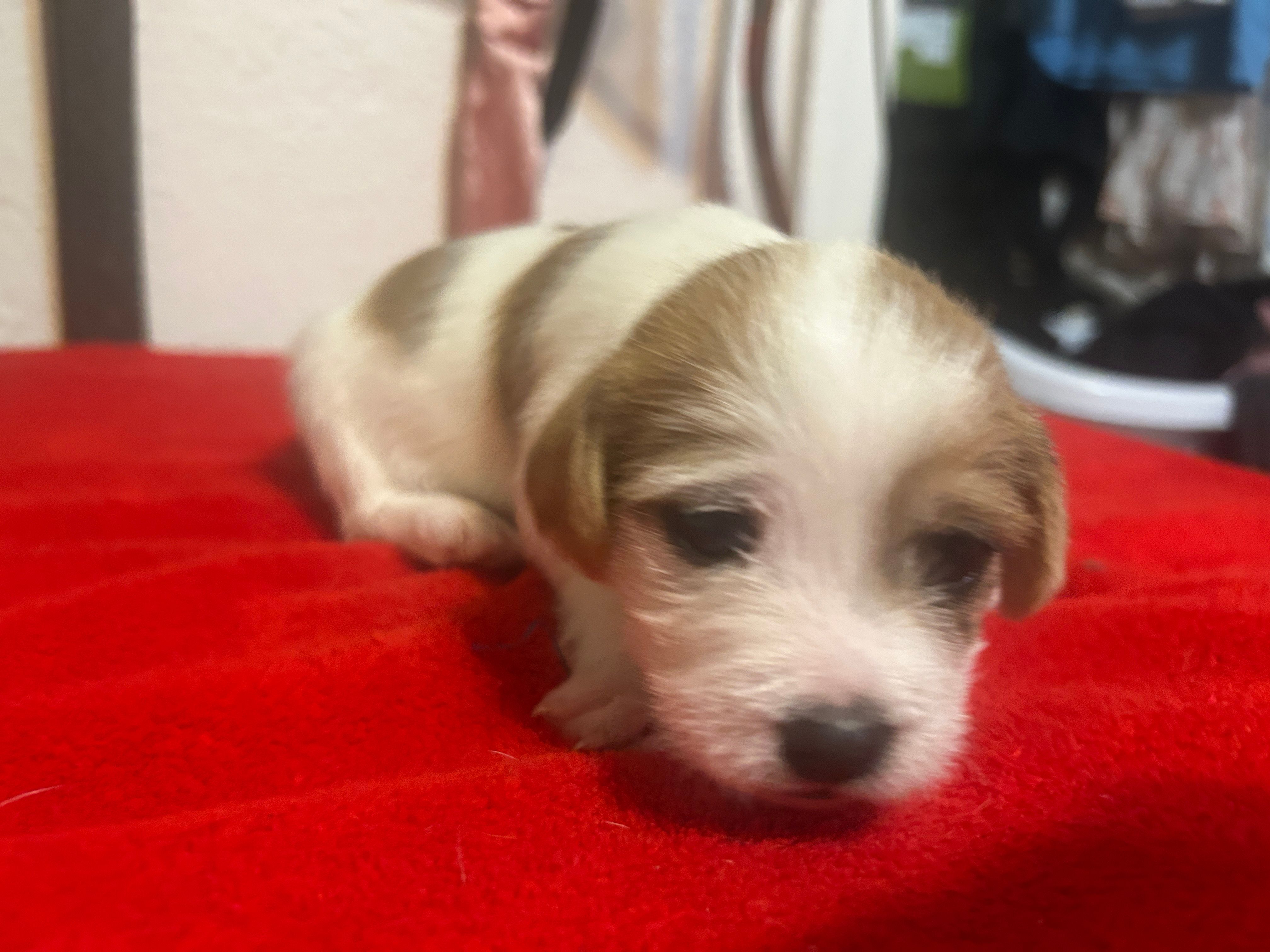 Spot  – Chihuahua, Shih Tzu puppy for sale in Orlando, FL