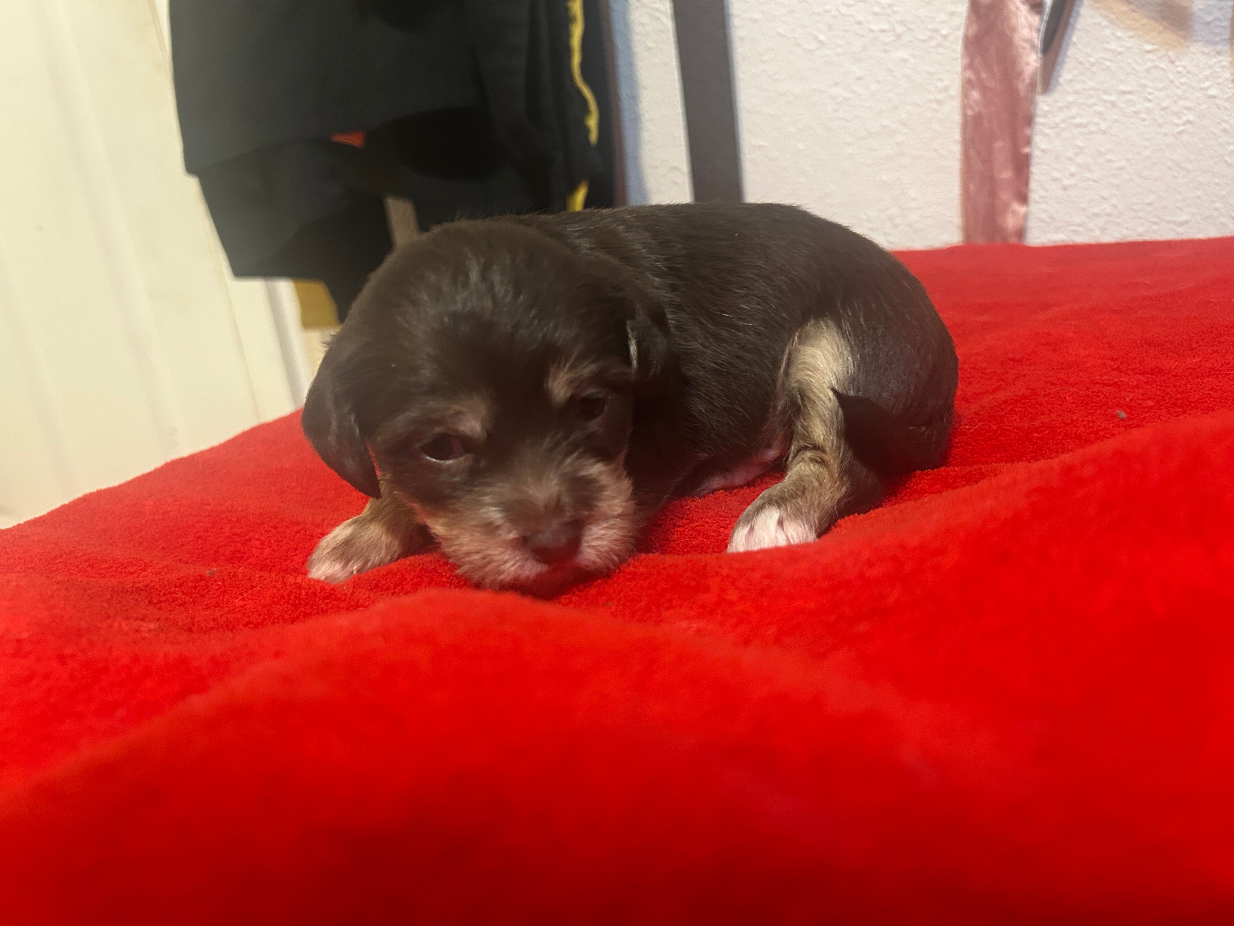 brownie  – Chihuahua, Shih Tzu puppy for sale in Orlando, FL