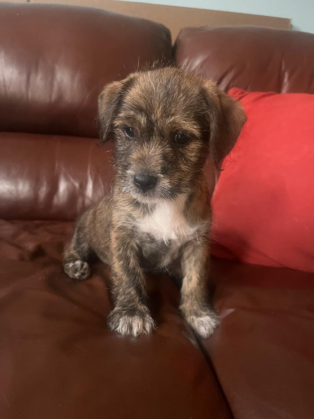 Oreo – Jack Russell Terrier, Shih Tzu puppy for sale in Orlando, FL