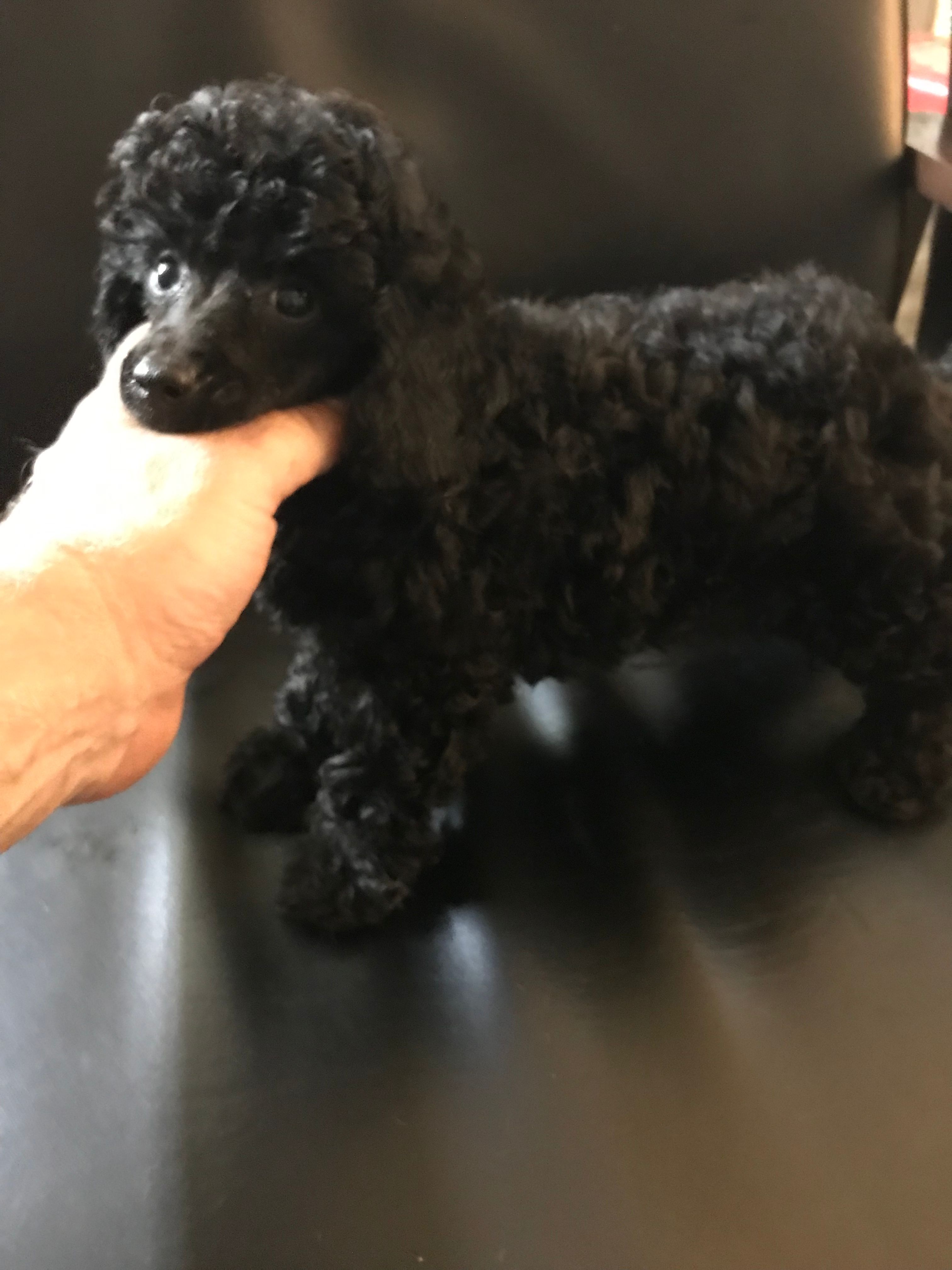 Akc full toy Girl  – Poodle - Toy  puppy for sale in Memphis, TN