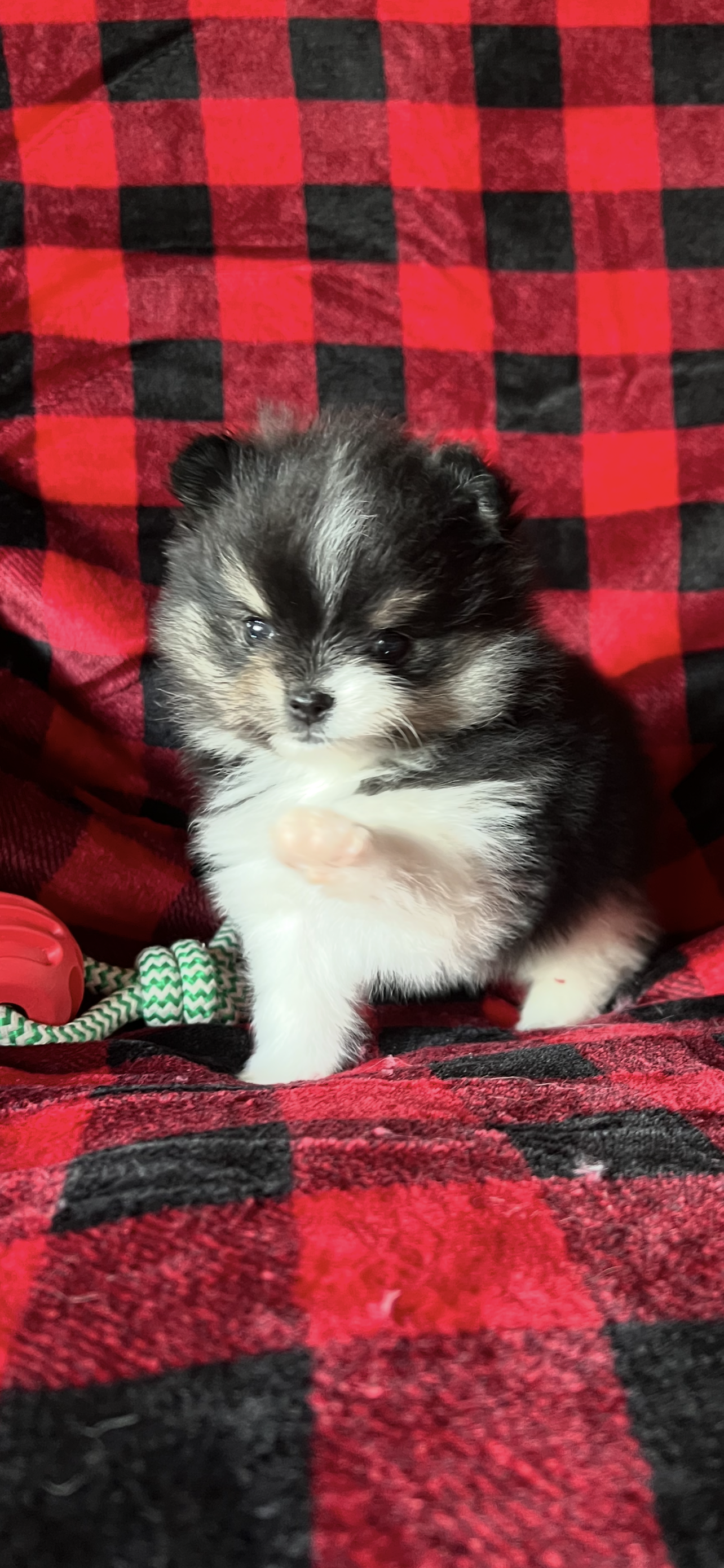 AKC Maverick – Pomeranian puppy for sale in Bonners Ferry, ID