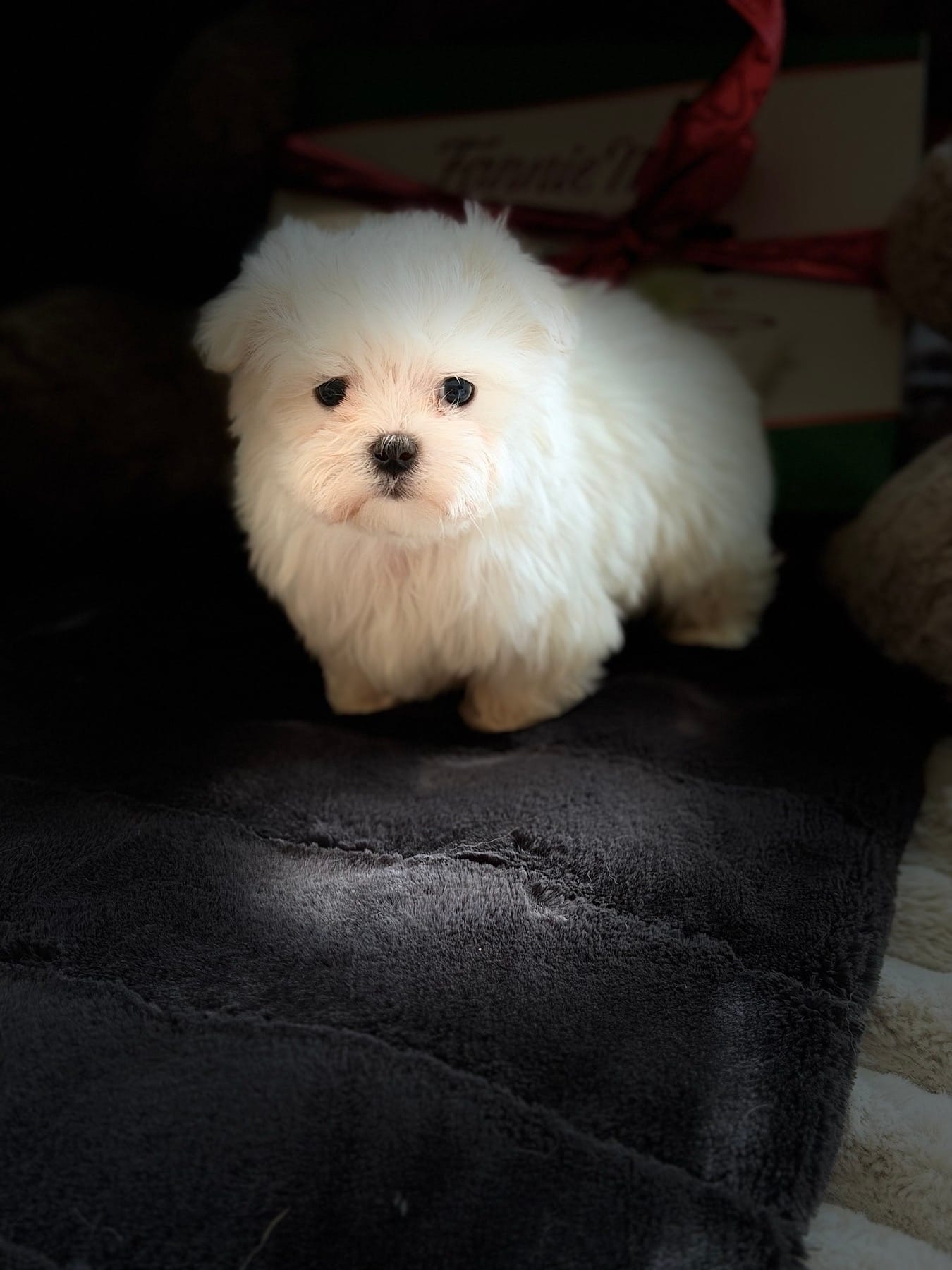 Benz – Maltese puppy for sale in Willowbrook, IL