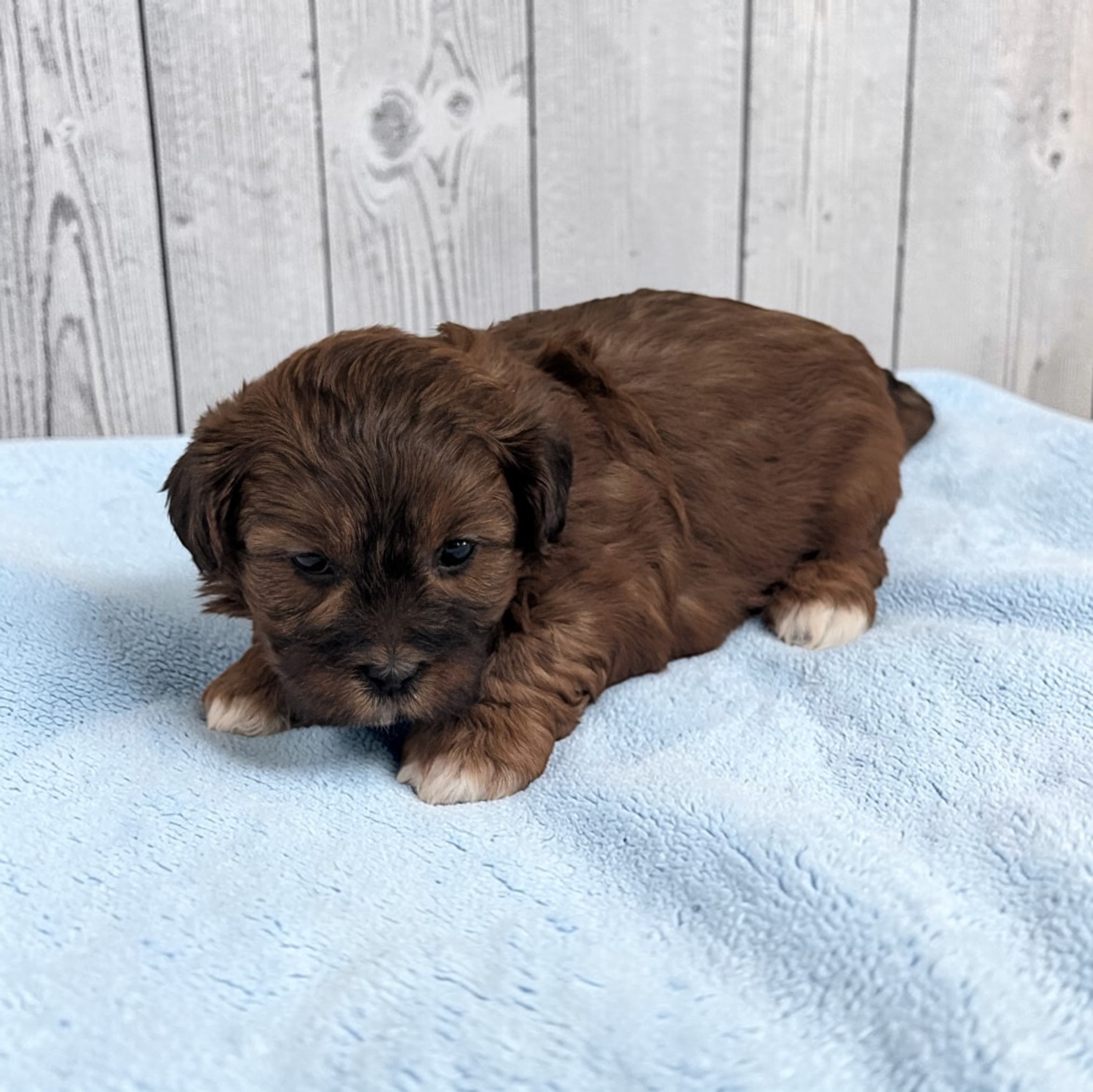 Duffy – Shihpoo puppy for sale in Dundee, OH