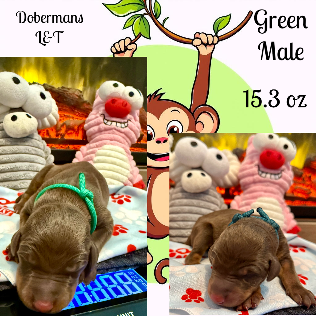 Green  – Doberman Pinscher puppy for sale in Pomeroy, OH