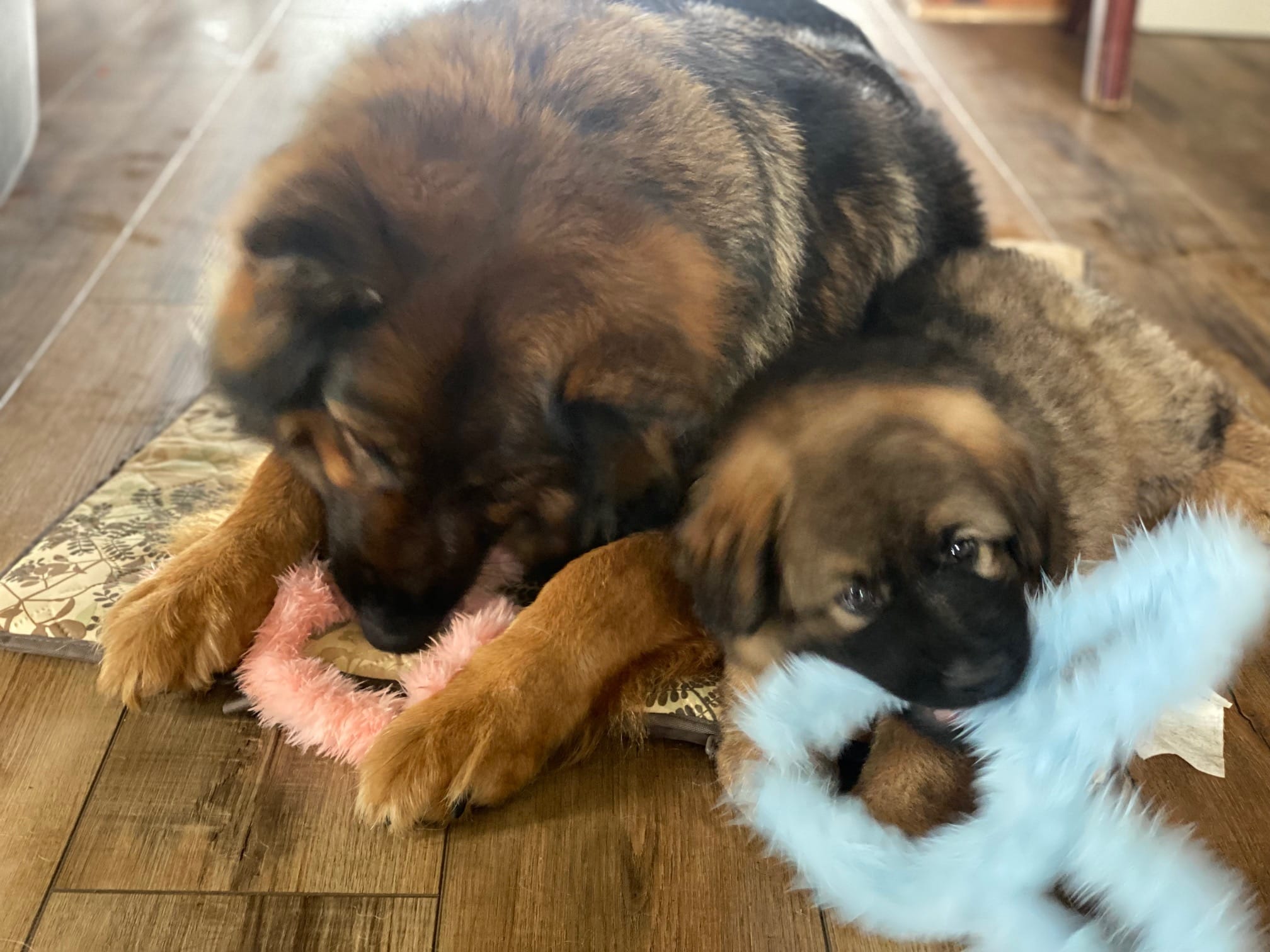 WIEBKE – German Shepherd Dog puppy for sale in Dundee, MI