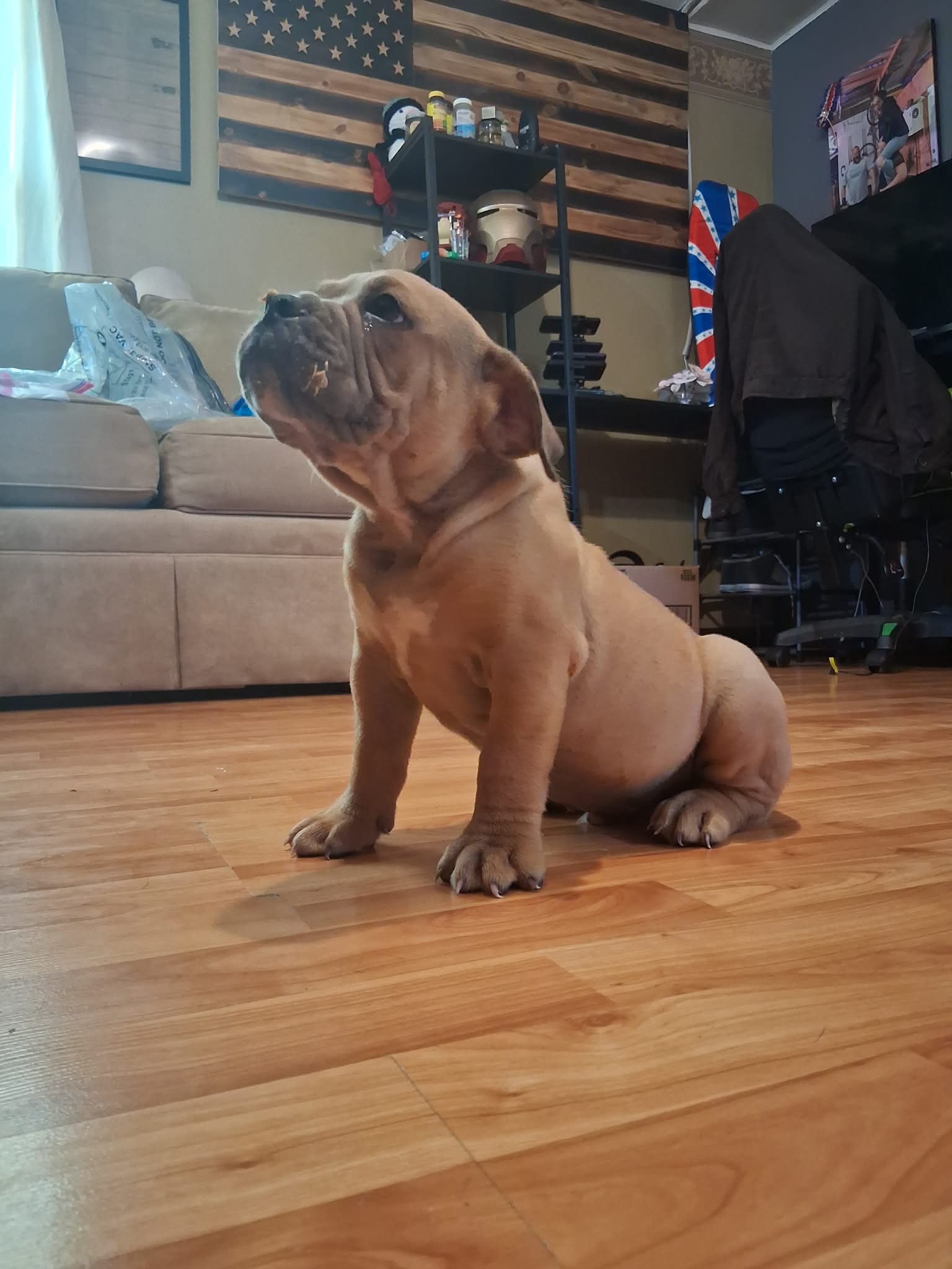 Hushpuppy – Olde English Bulldogge puppy for sale in Williamsburg, KY