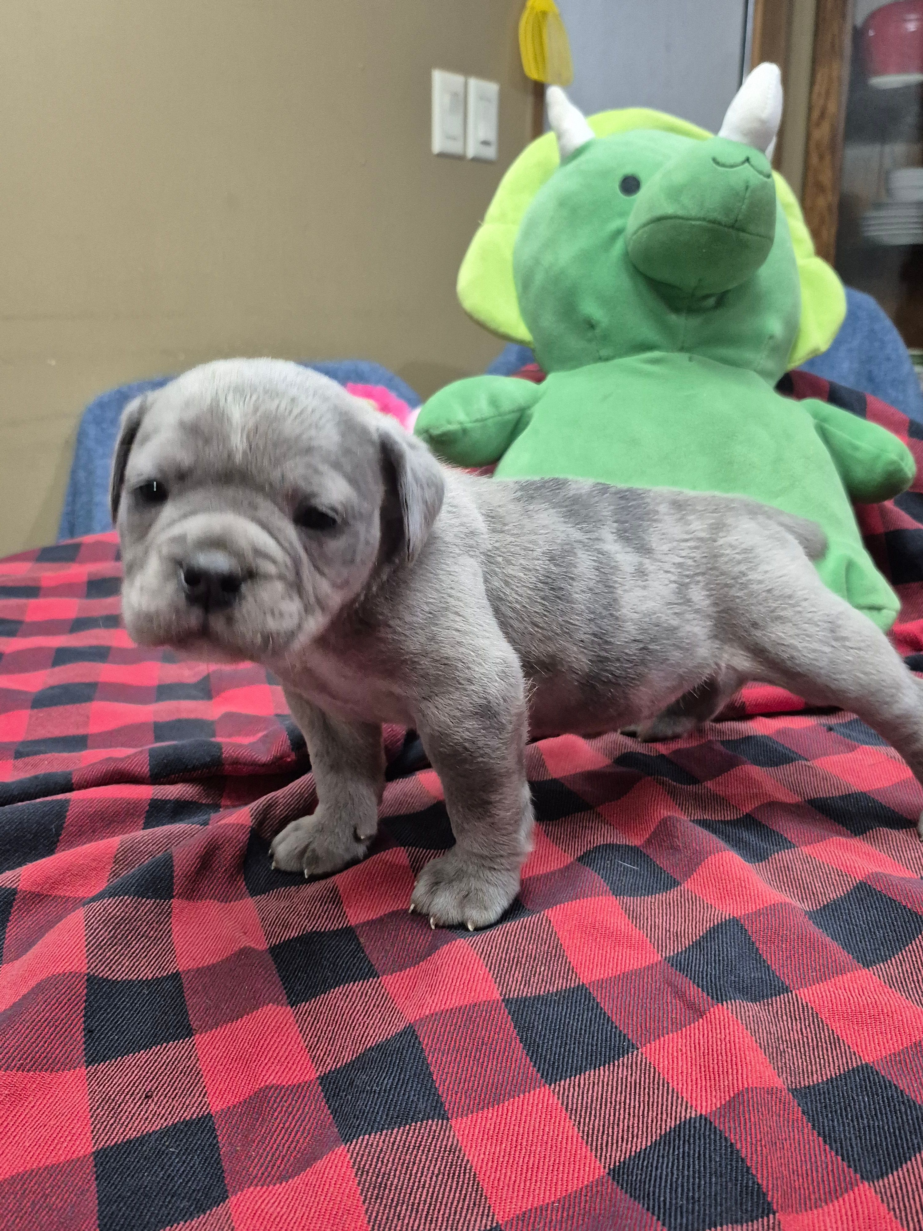 Snoop – Olde English Bulldogge puppy for sale in Williamsburg, KY