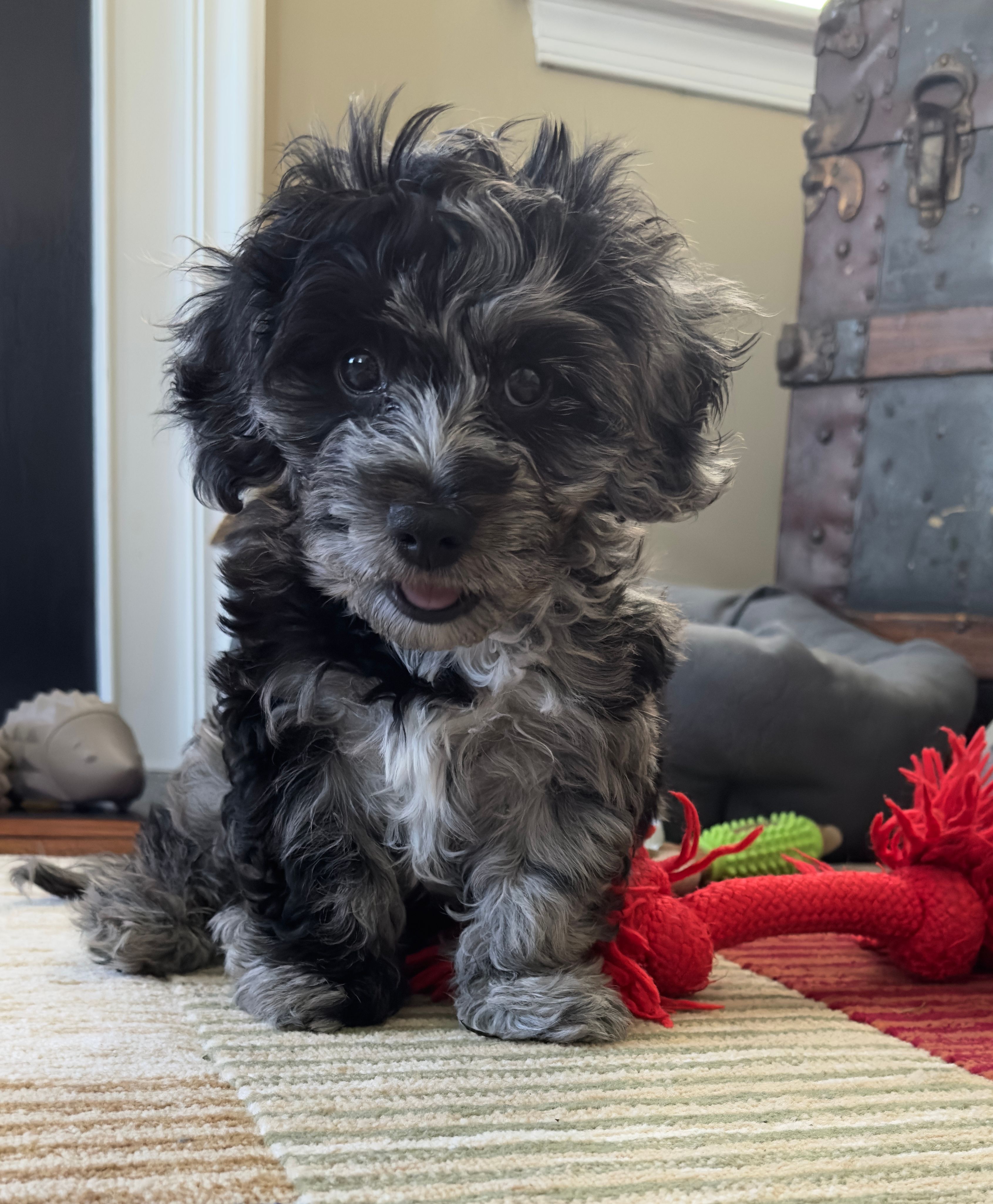 Charlie  – Cavapoo puppy for sale in Gilbertsville, PA