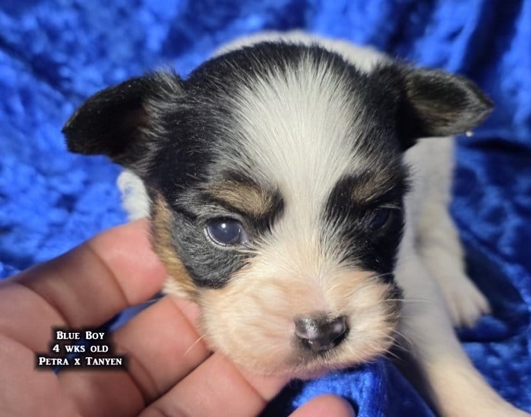 AKC male Papillon - Blue Boy – Papillon puppy for sale in Cadiz, KY