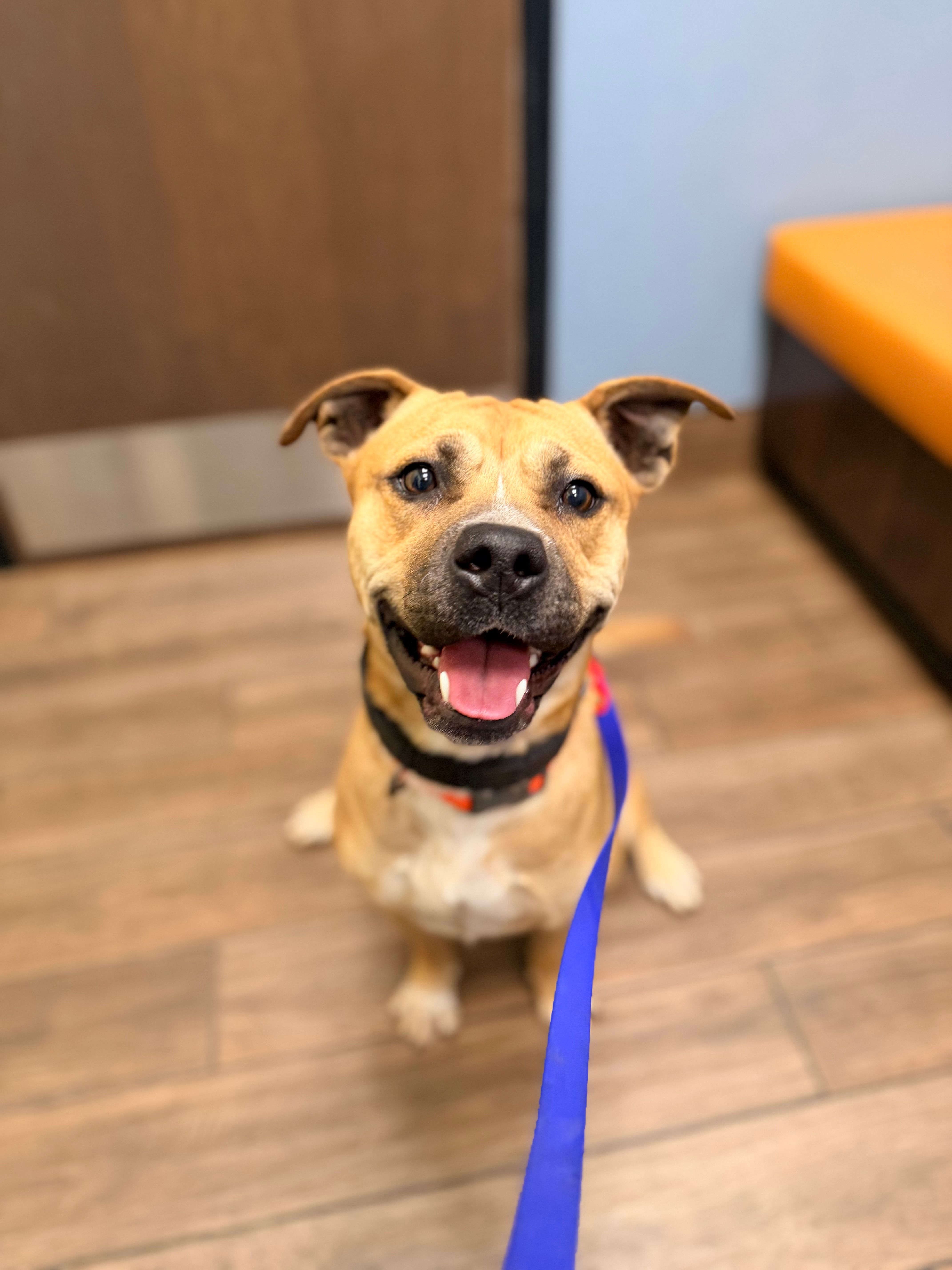 Mama – American Bully, American Pit Bull Terrier puppy for sale in Clever, MO