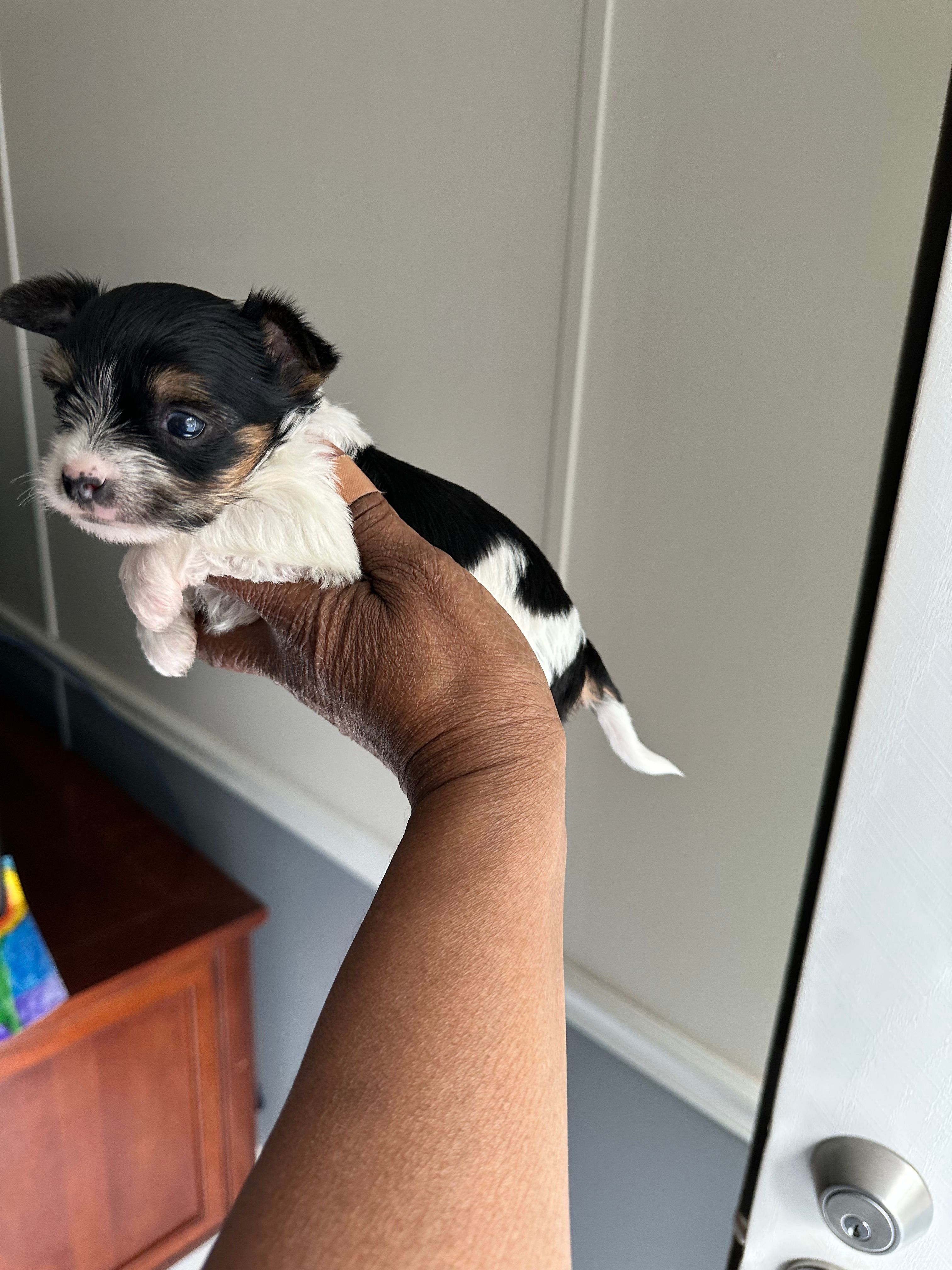 Buddy – Yorkshire Terrier puppy for sale in Rapidan, VA