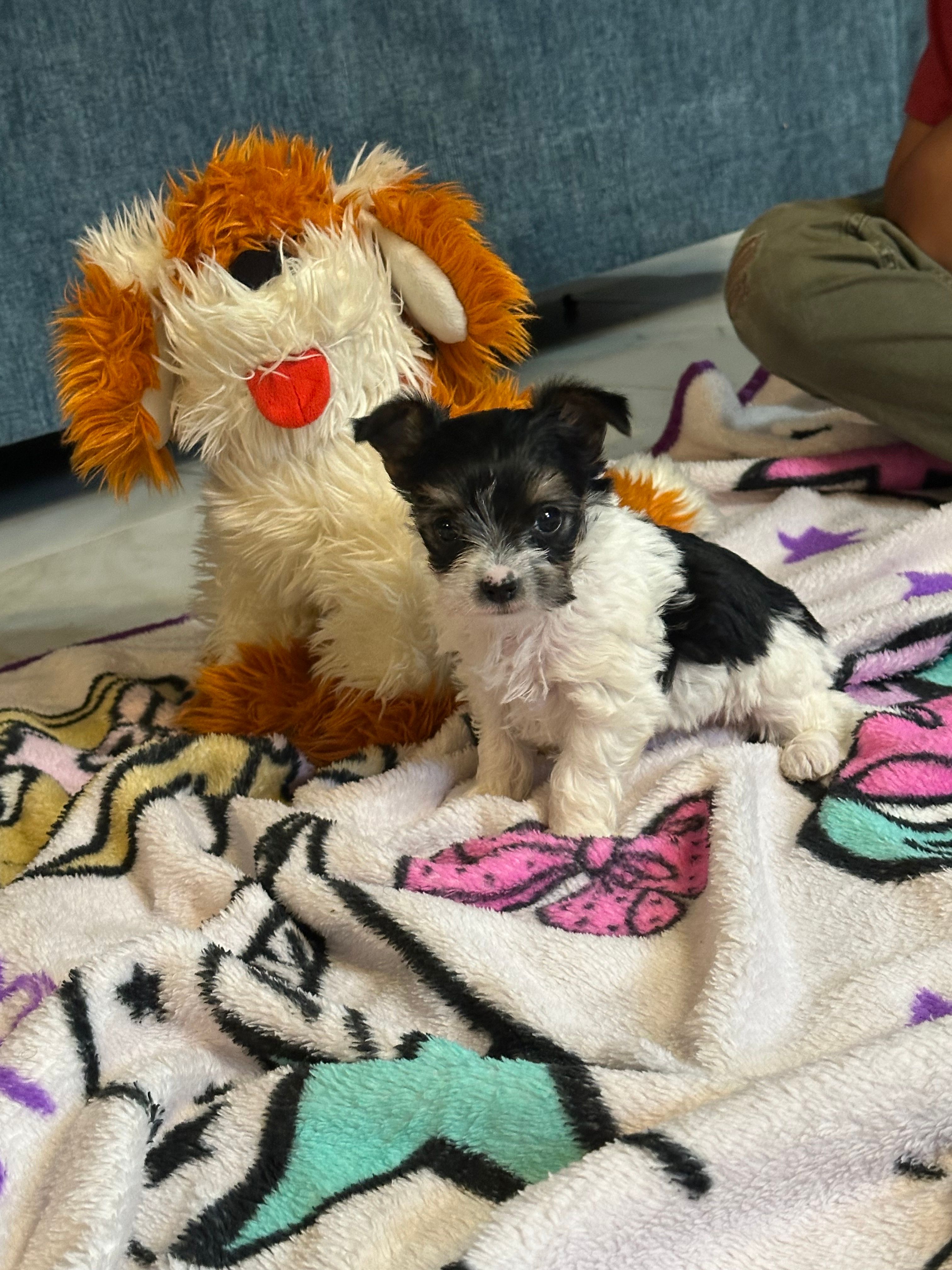 Buddy – Yorkshire Terrier puppy for sale in Rapidan, VA