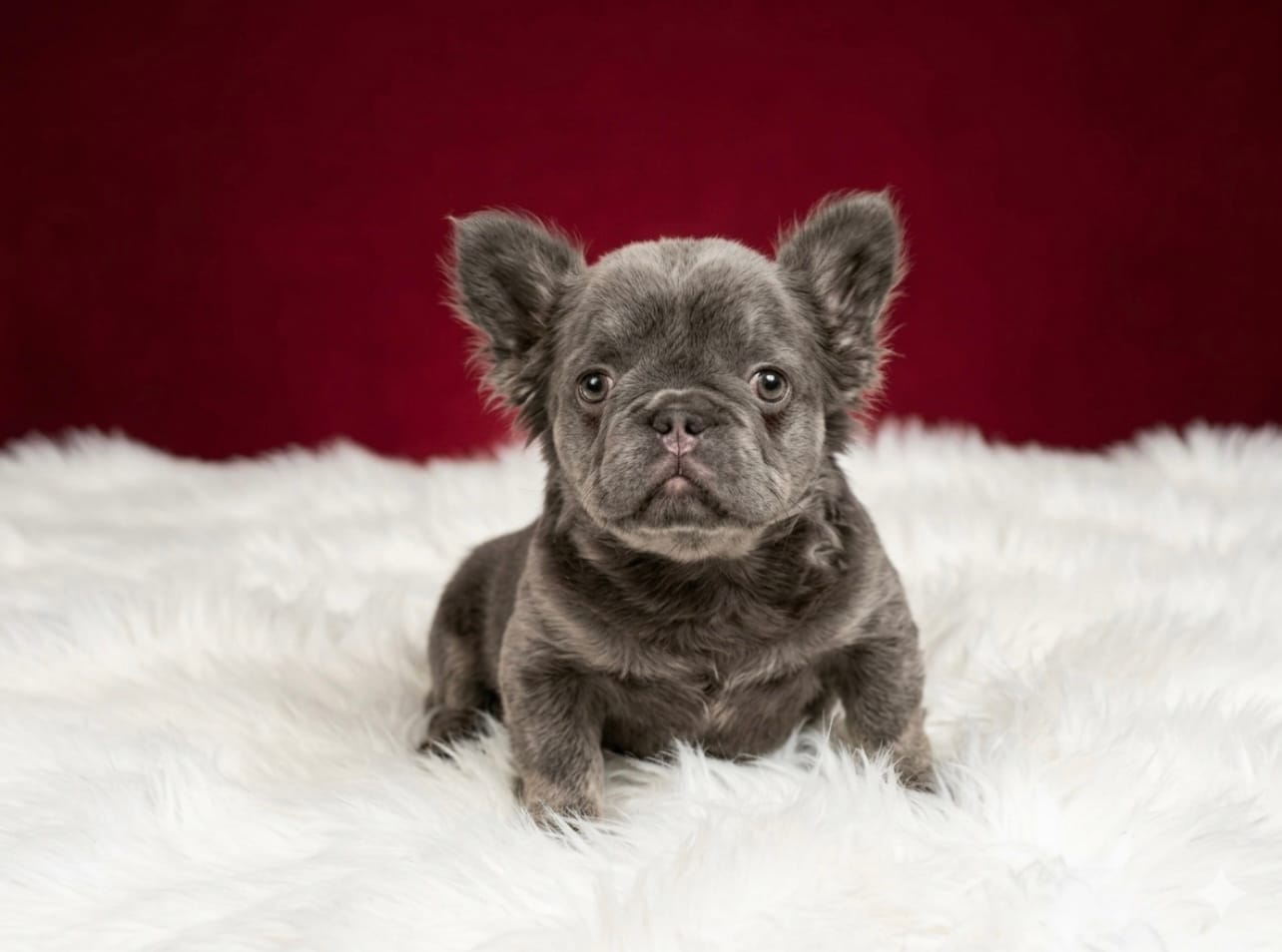 Ray – French Bulldog puppy for sale in Opa Locka, FL