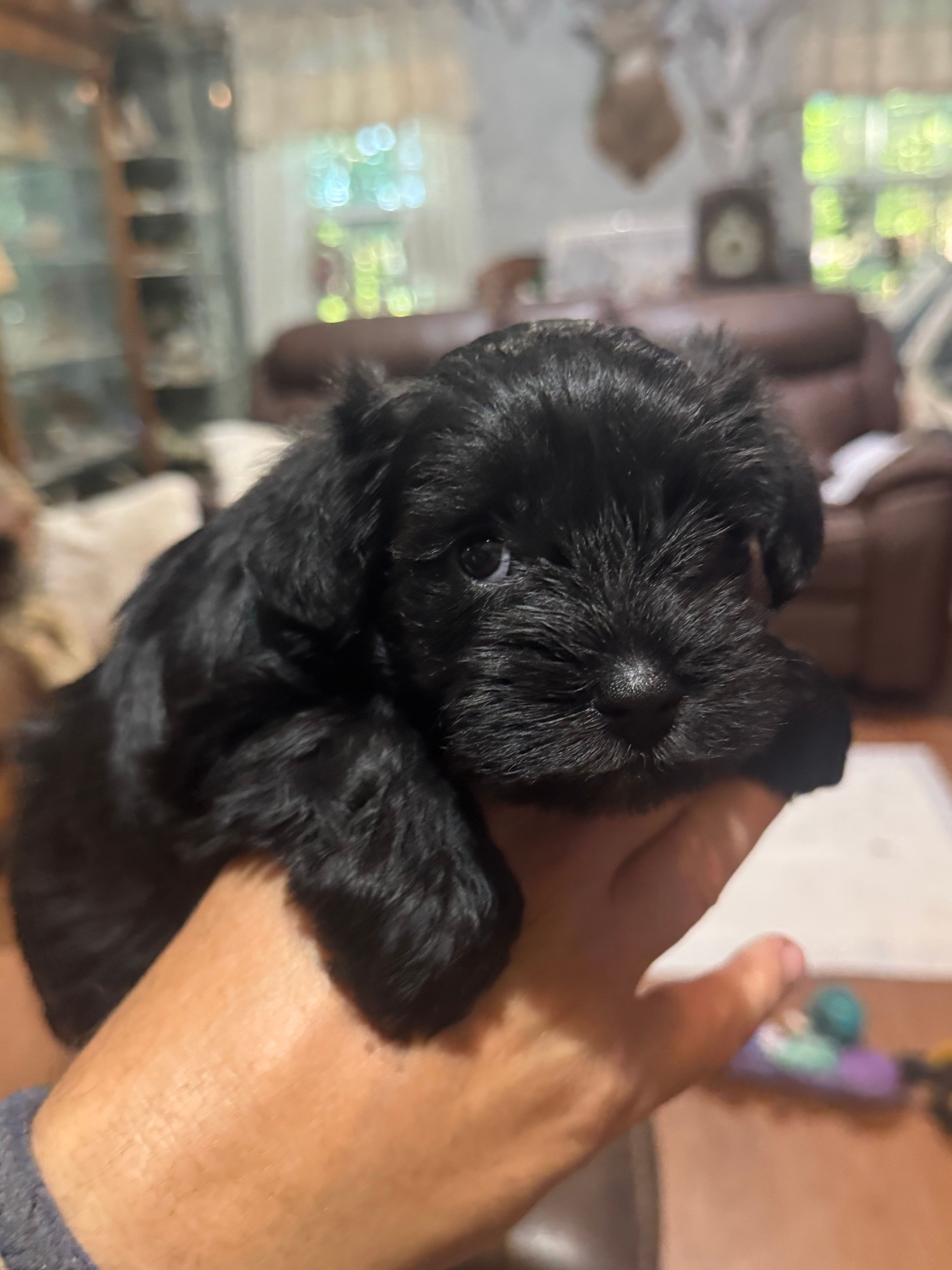 AKC Macie – Miniature Schnauzer puppy for sale in Brighton, MO